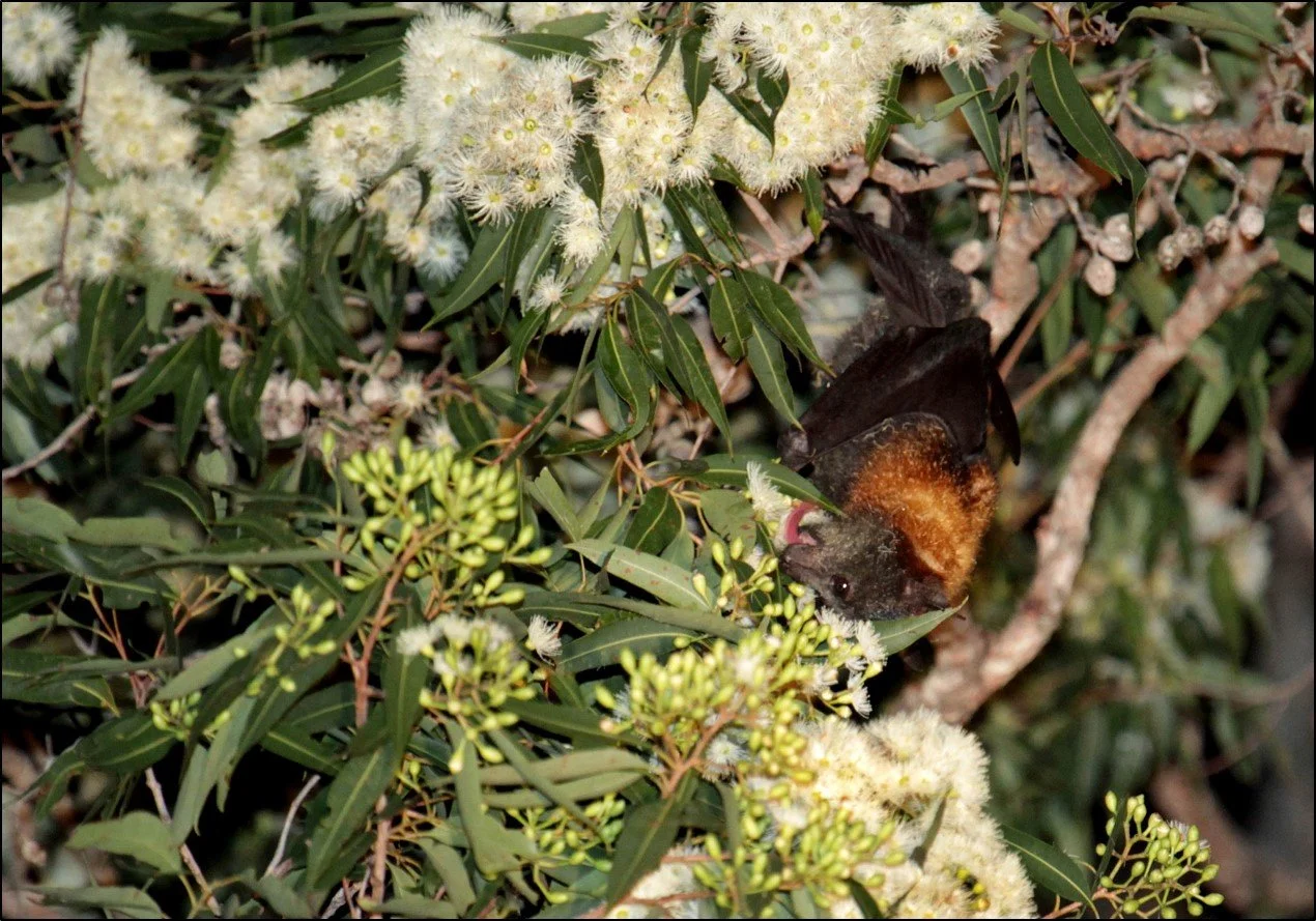 Grey-headed Flying Fox feeding in eucalypt Photo - Vivien Jones.jpg