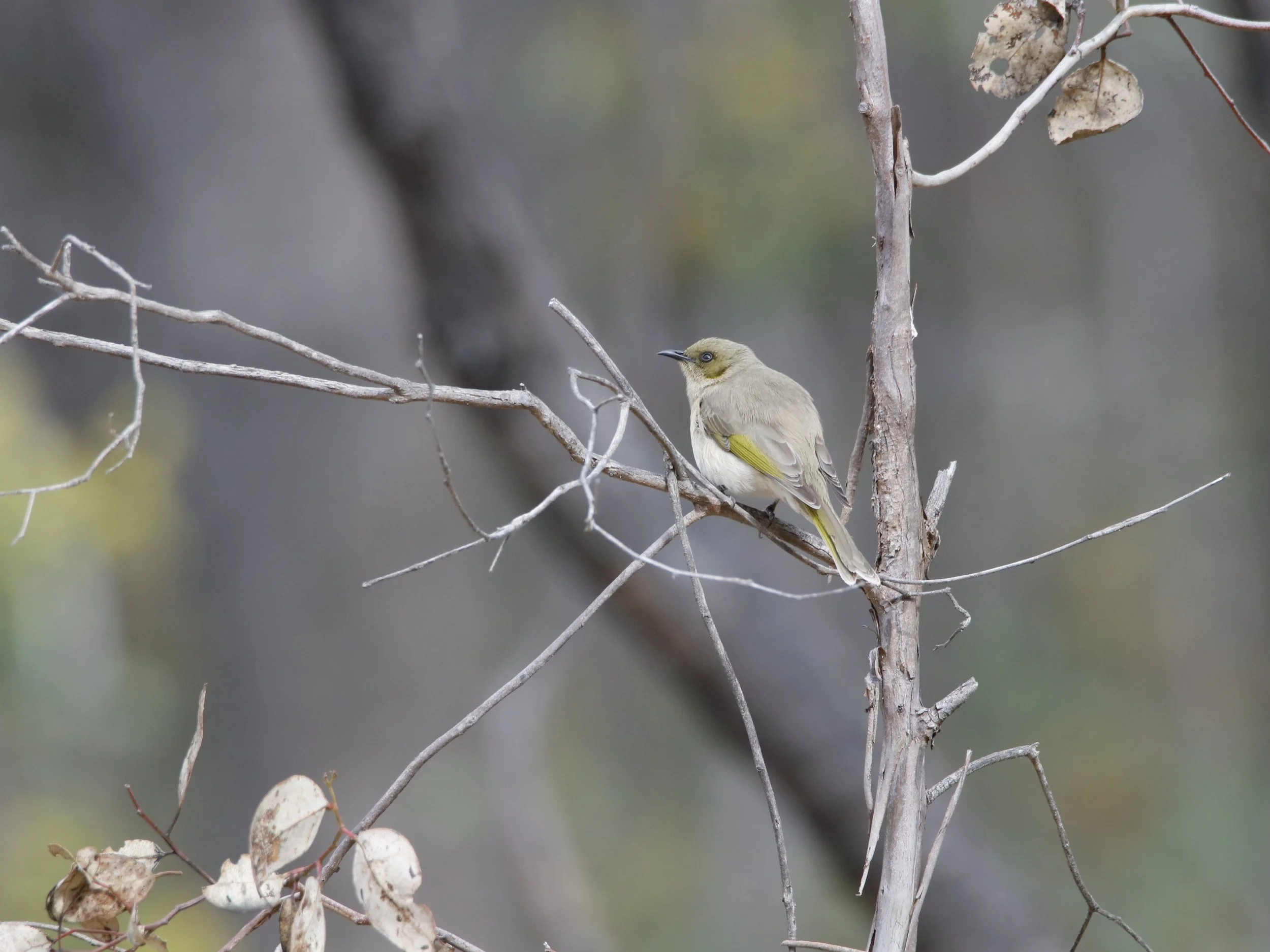 Fuscous honeyeater (7).JPG