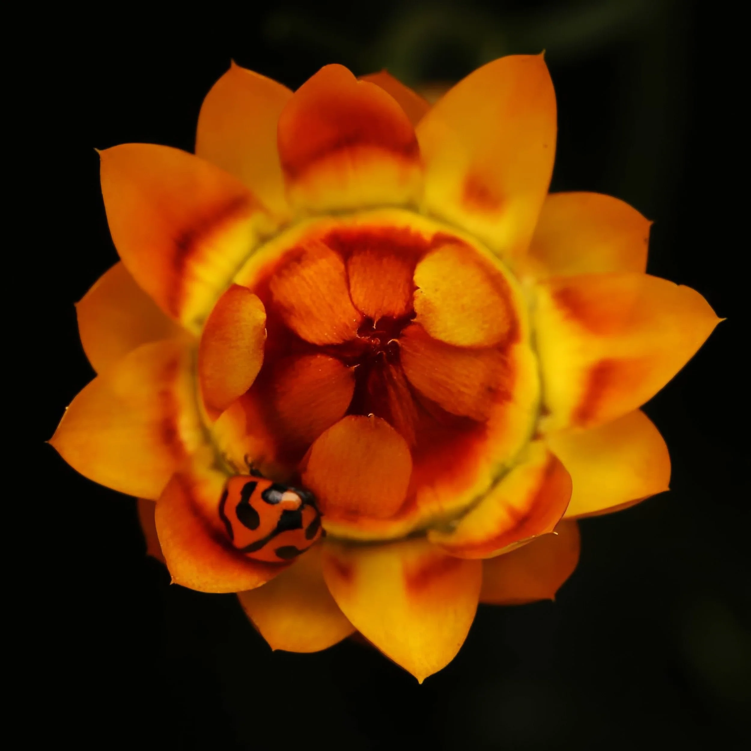 137308611_767216733881884_5089844490757589990_n-topaz-sharpen-upscale-2.4x.jpeg