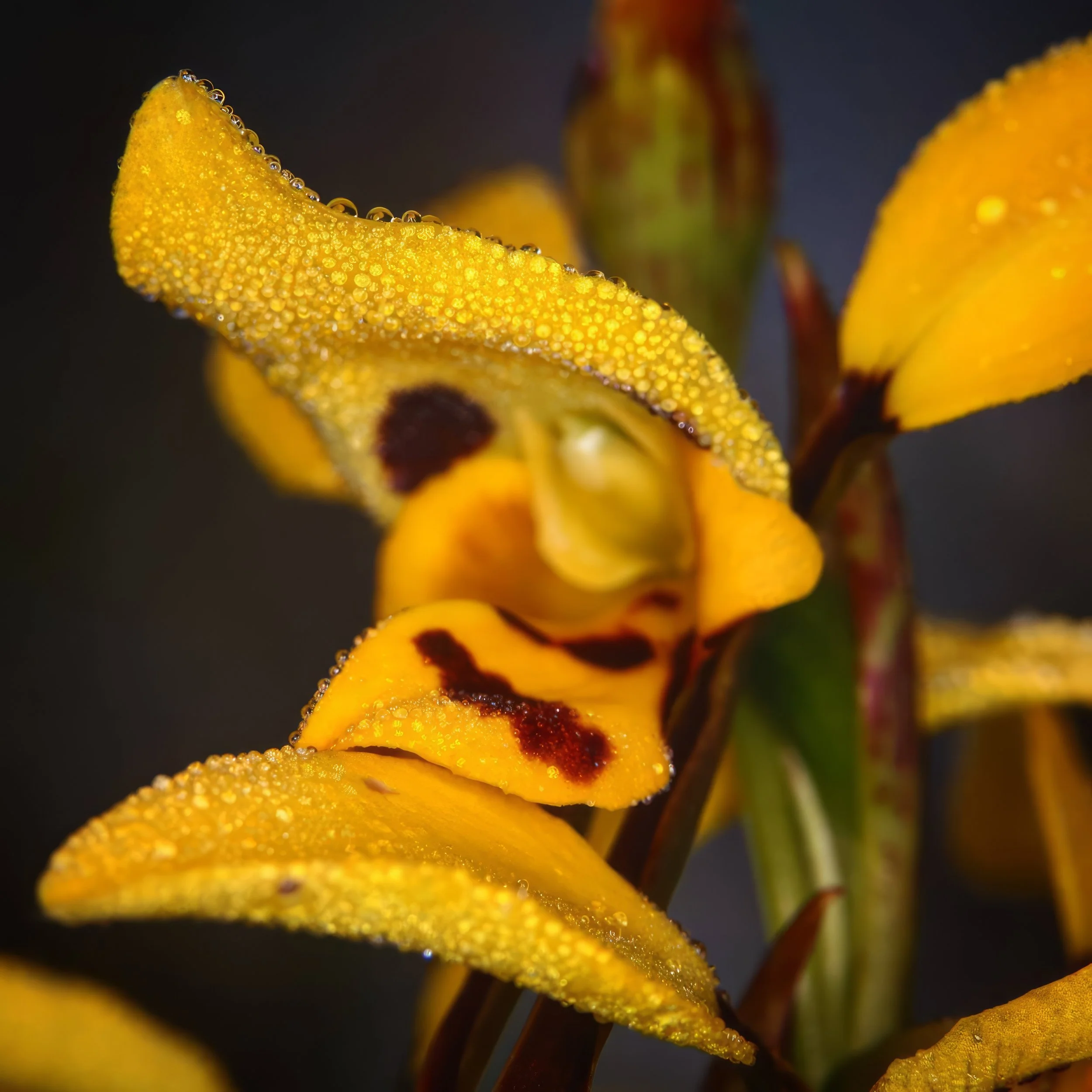 Diurus sulphurea.jpeg