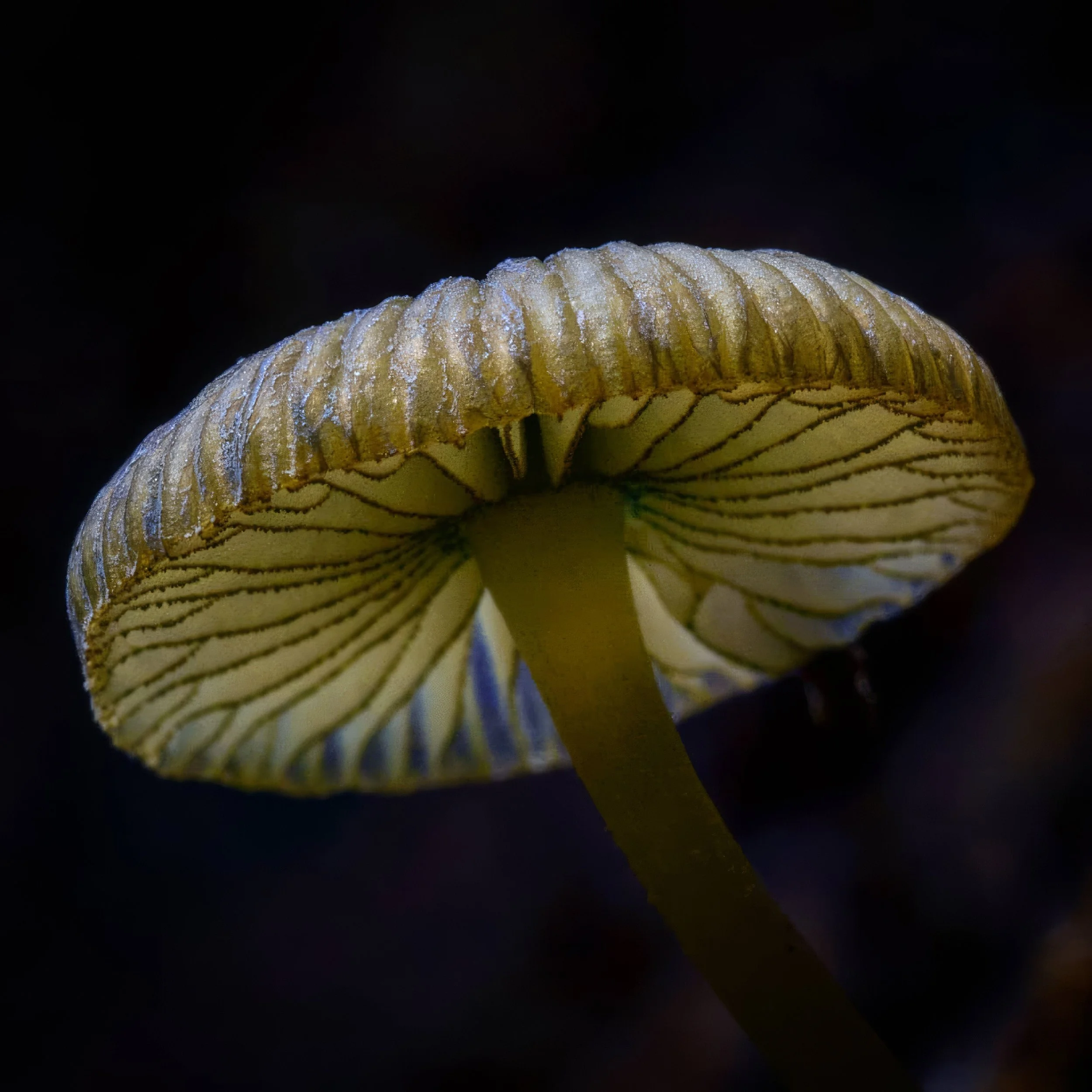 mycena.jpeg