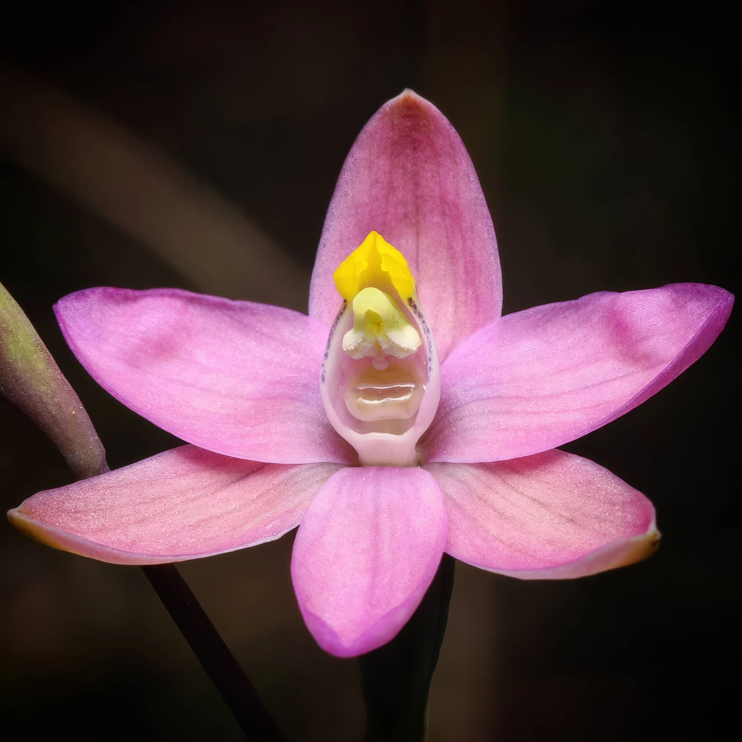 Salmon sun orchid.jpeg