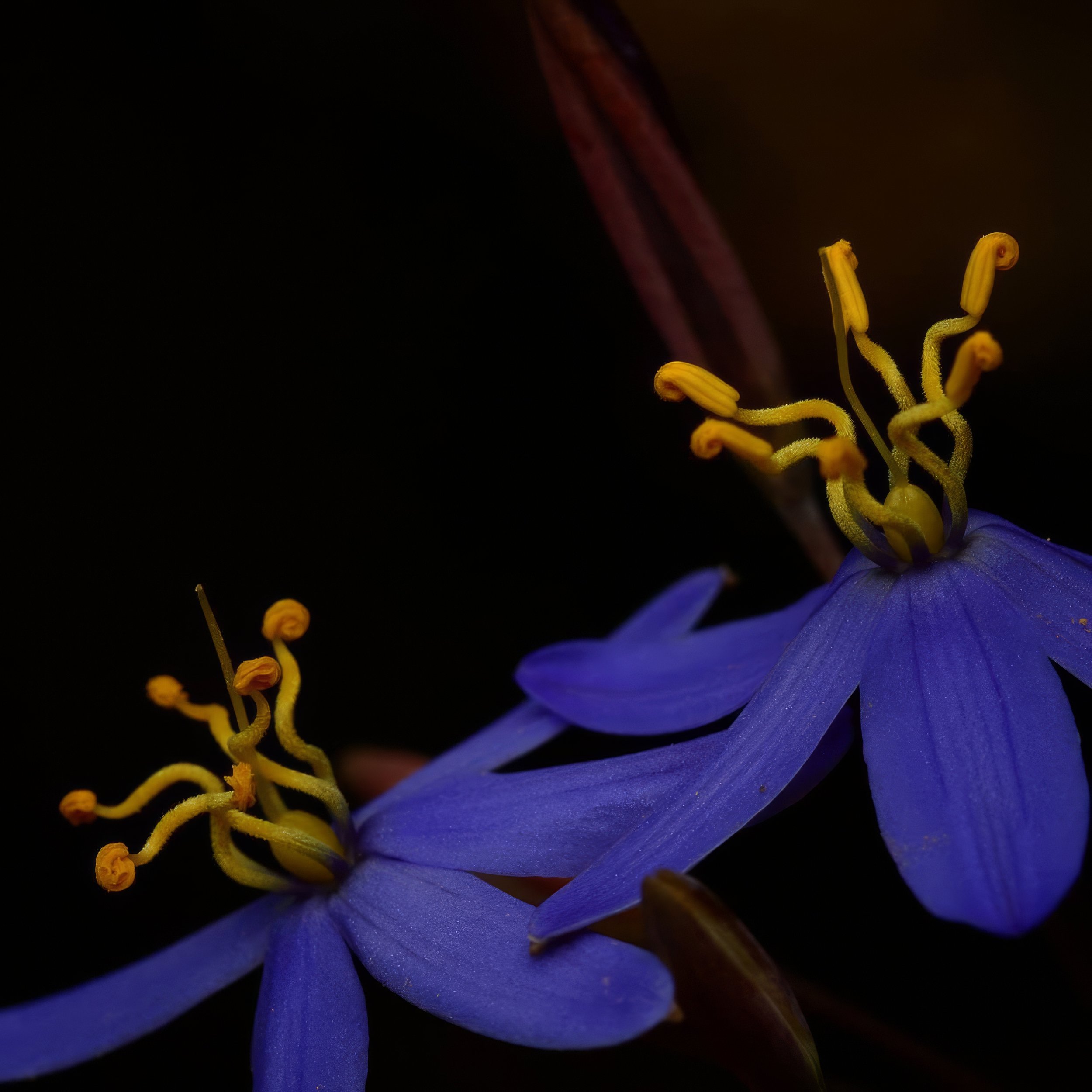 thelionema caespitosum.jpeg