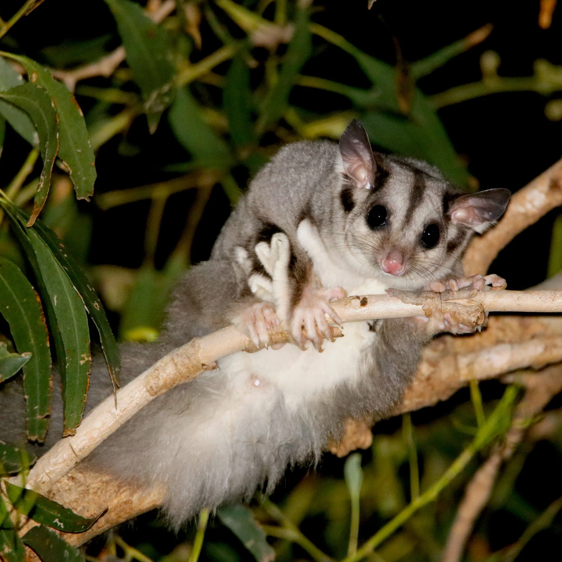 Squirrel+glider+%281%29.png