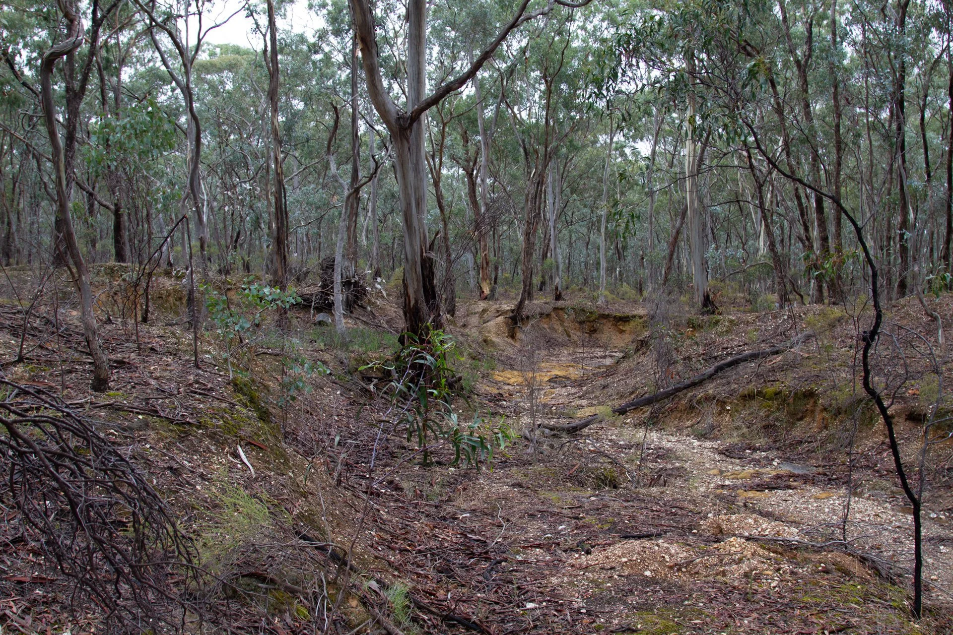 Goldfields Forest Restoration