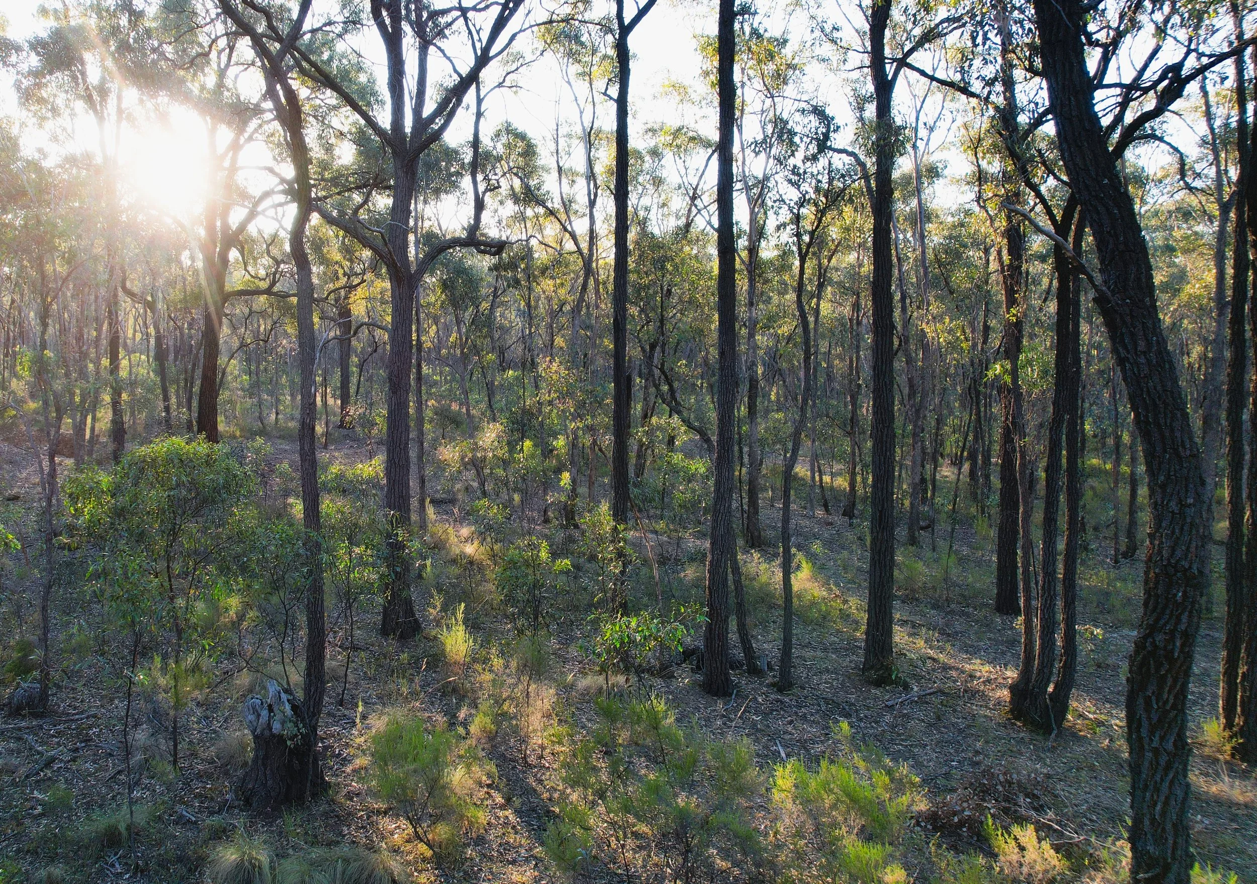Goldfields Forest Restoration
