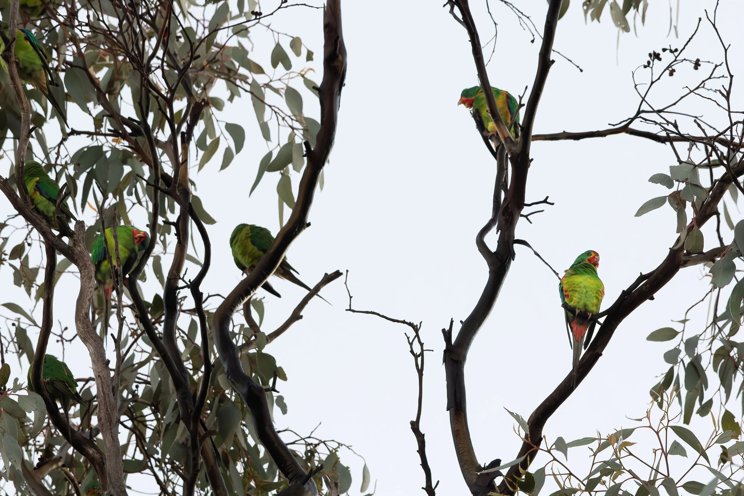 Webinar - The Value of Privately Protected Areas for Australia’s Woodland Bird Community