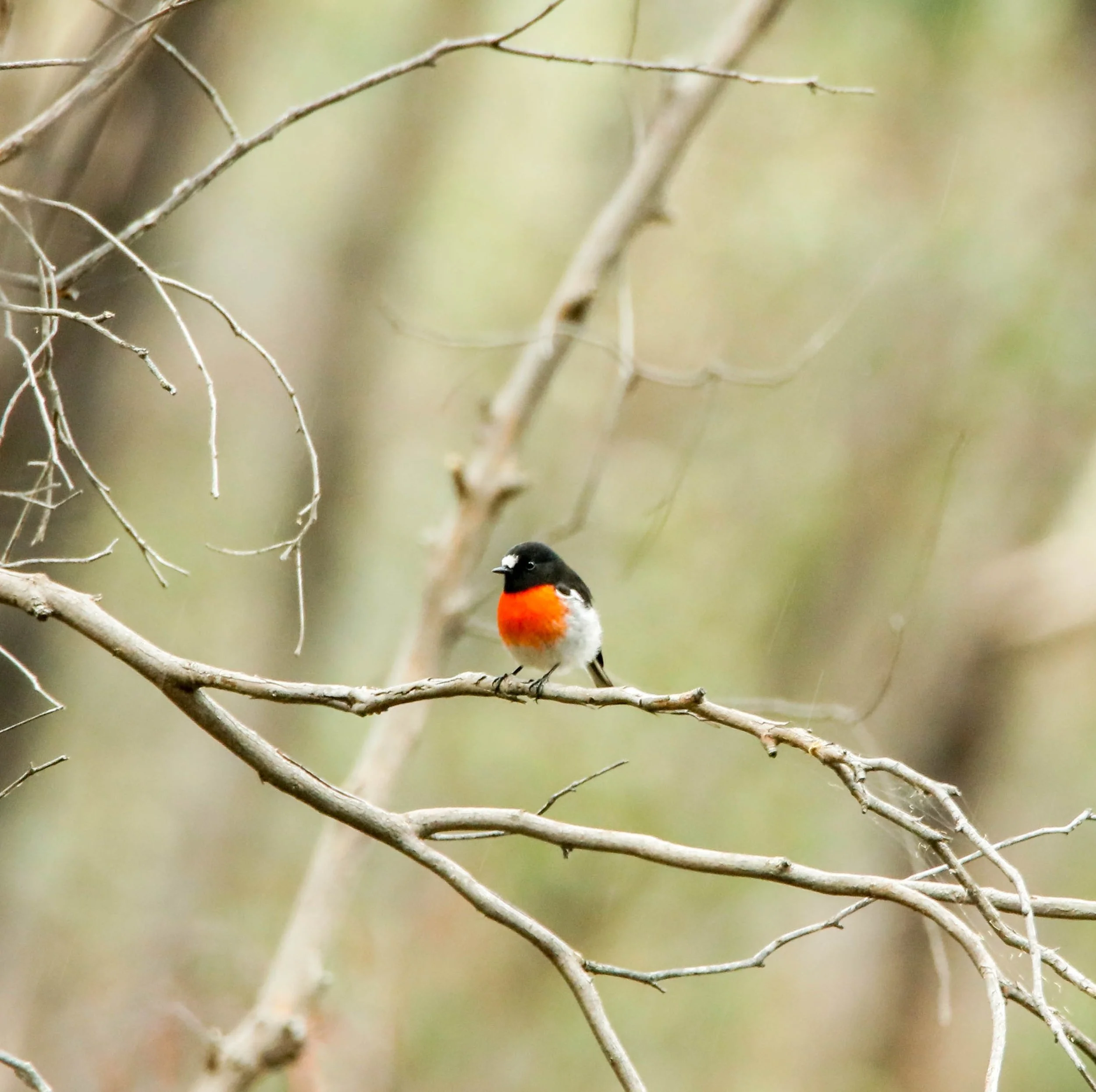 image of a scarlet robin perching on a branch