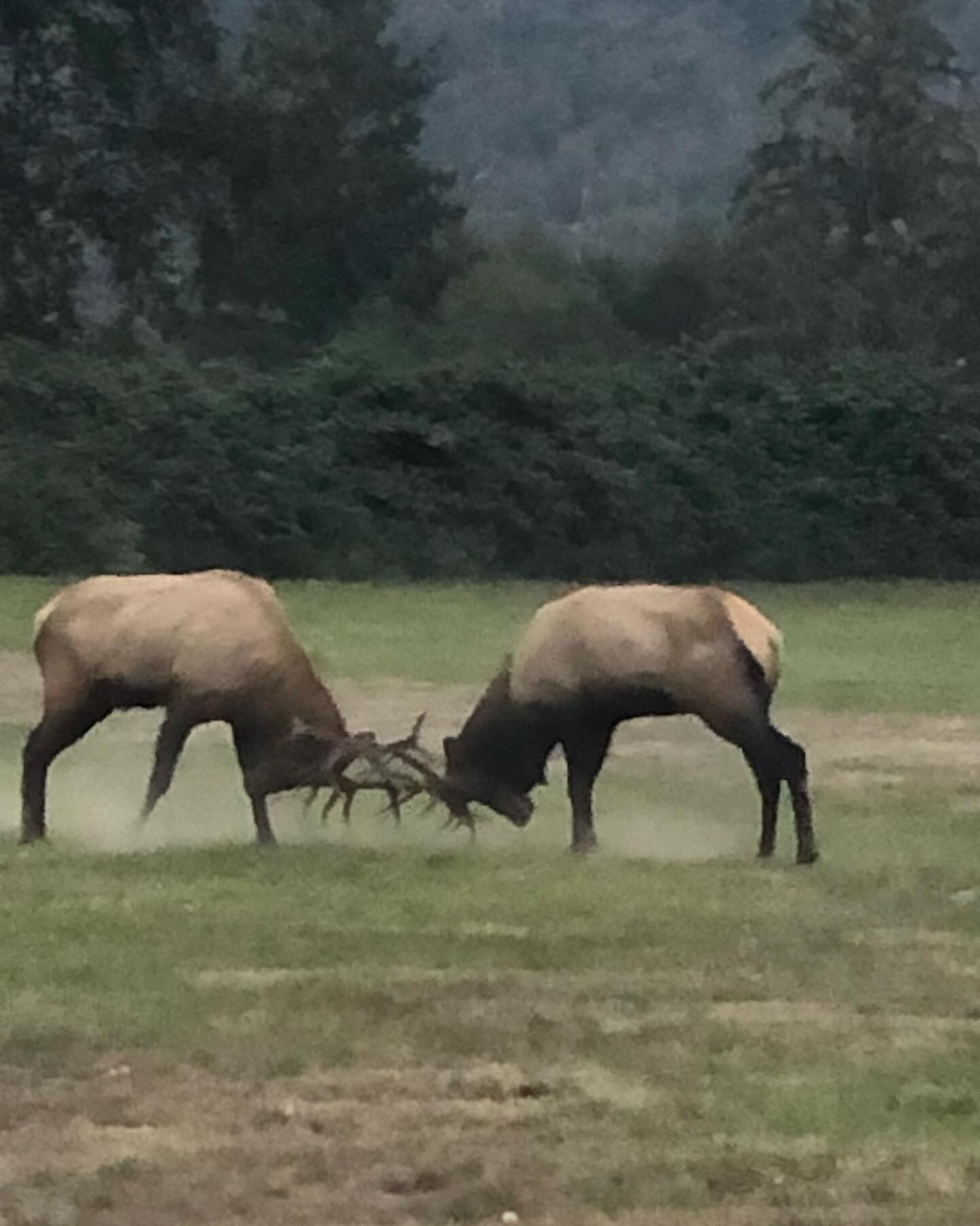 Some days, you wake up surrounded by greatness!  Opening the door to what feels like an @davidattenborough nature show: Elk fighting for mating rights, redwoods growing since the time of Christ&rsquo;s birth.

Other days you wake up to a random parki