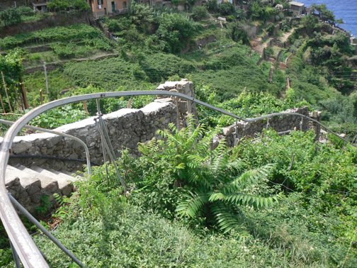  Wine carts and tracks are used to travel the hillside when harvesting grapes. 