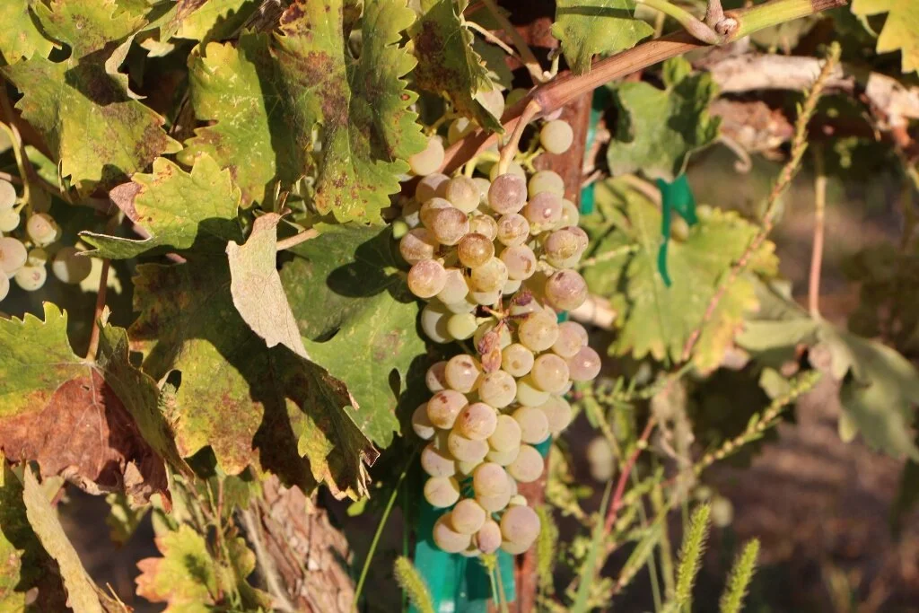 How Red Mountain grew into Washington’s premier wine region