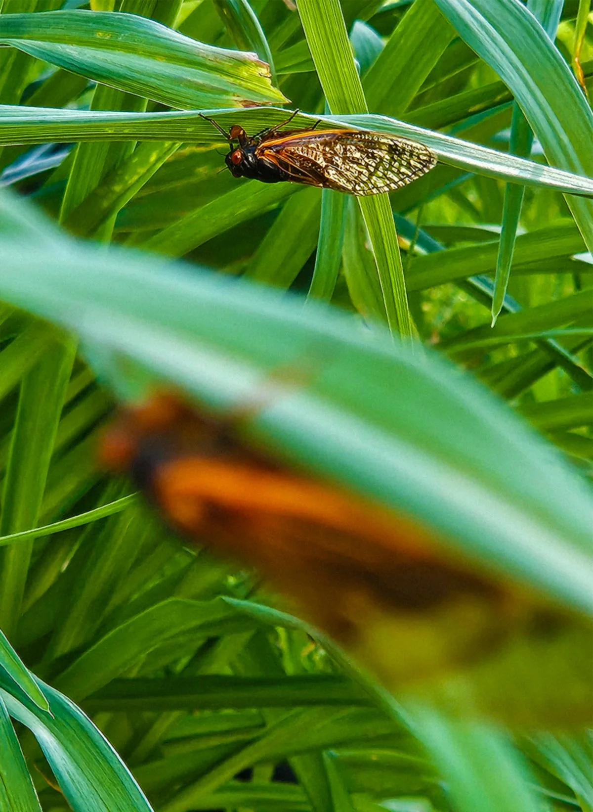 photography-cicadas-firstlastfirst.jpg
