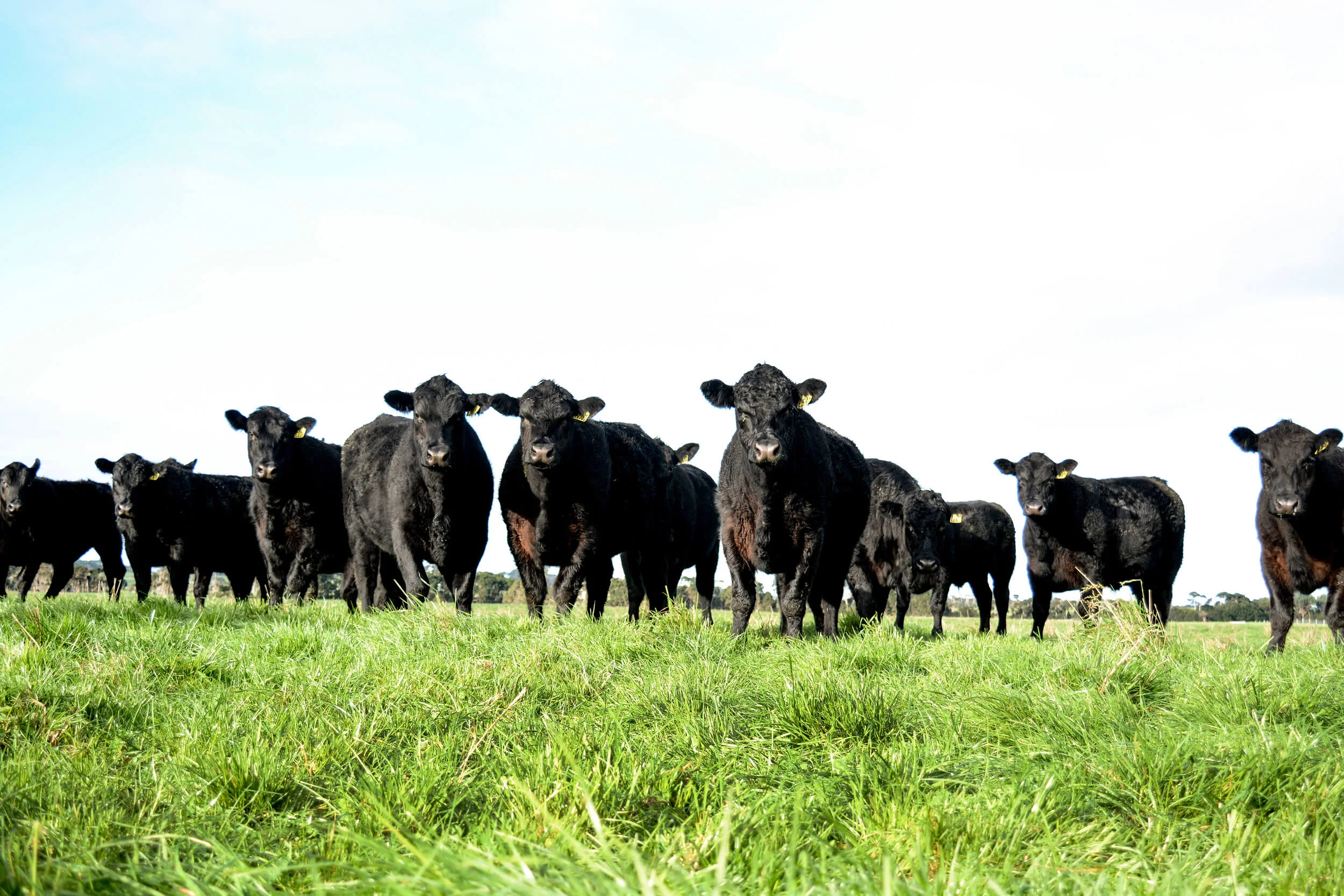 The Waverley cattle always display evenness of fat cover, large eye muscles and marbling, with ‘wins’ and ‘high achiever.