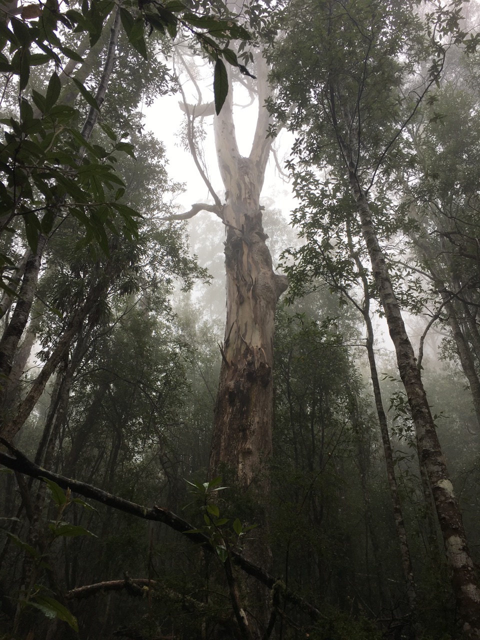 Wet sclerophyll