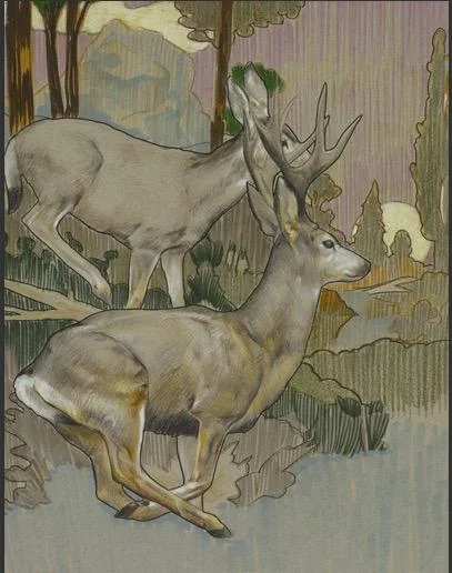 Mule Deer Mixed Media on Paper