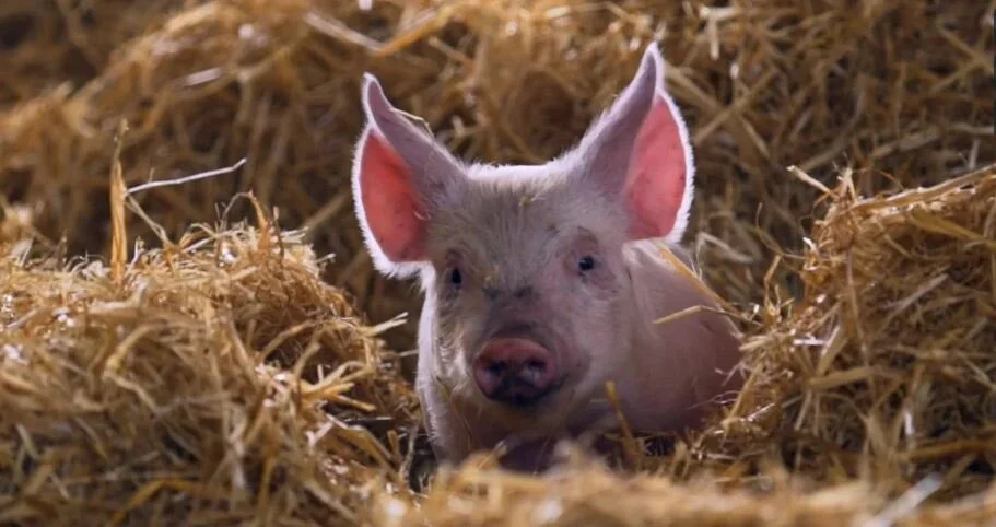RSPCA Approved Farming : Post Producer