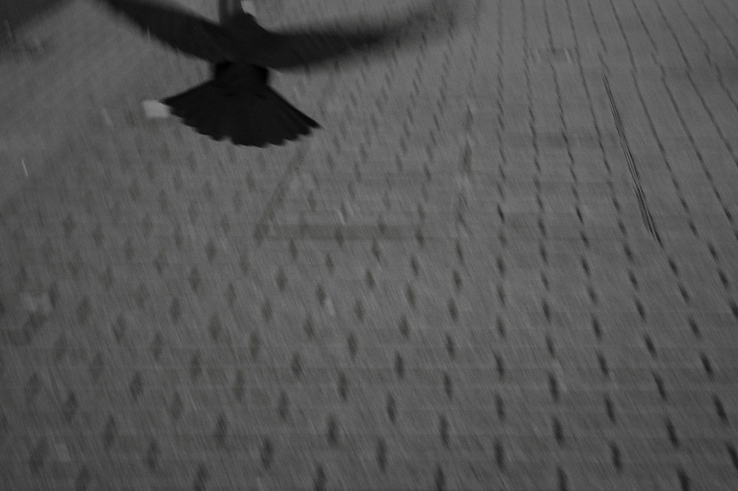 crow.jpg