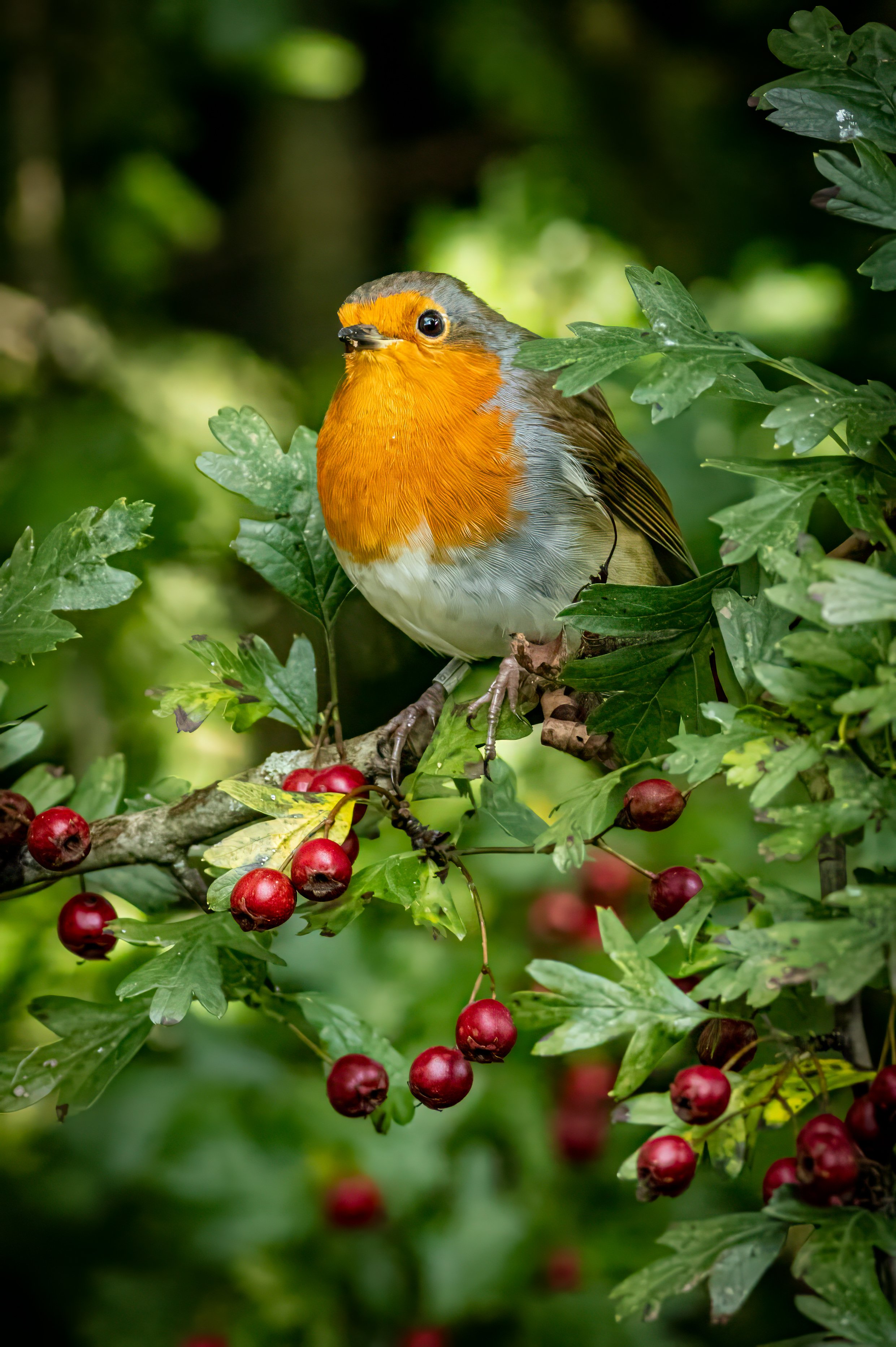 AN957 - When the Red Red Robin.jpg
