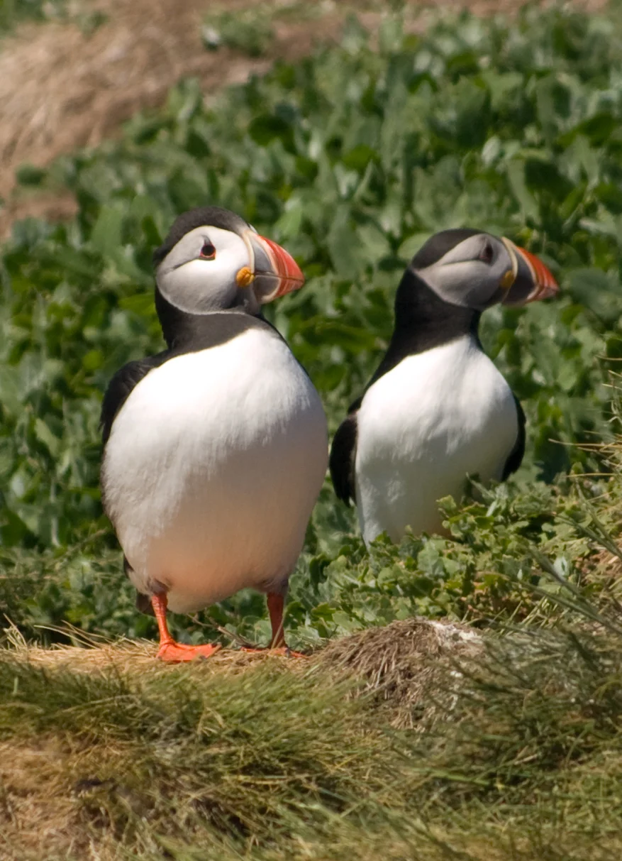 AN005 - Puffins.jpg