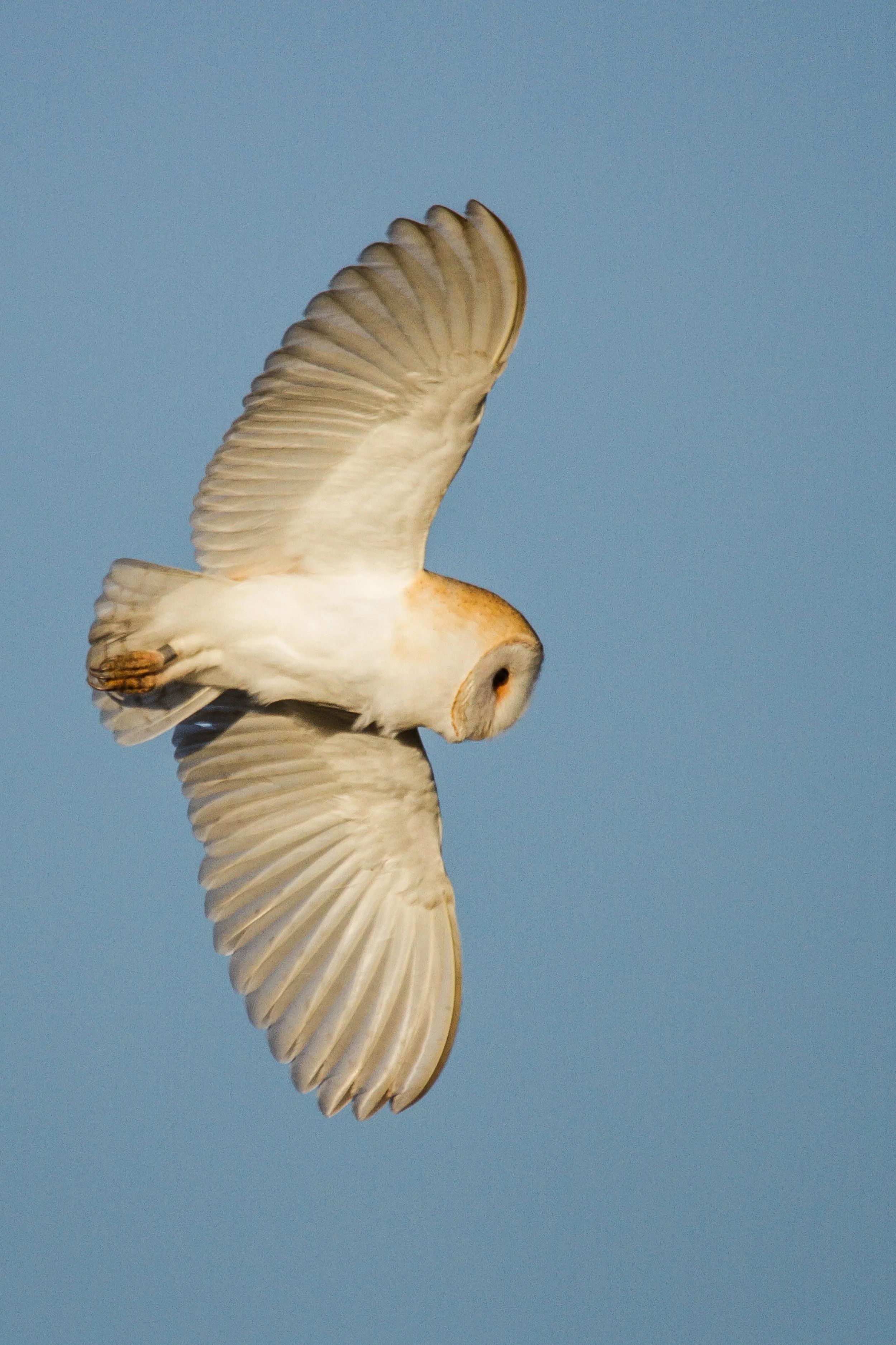 AN102 - Barn Owl.jpg