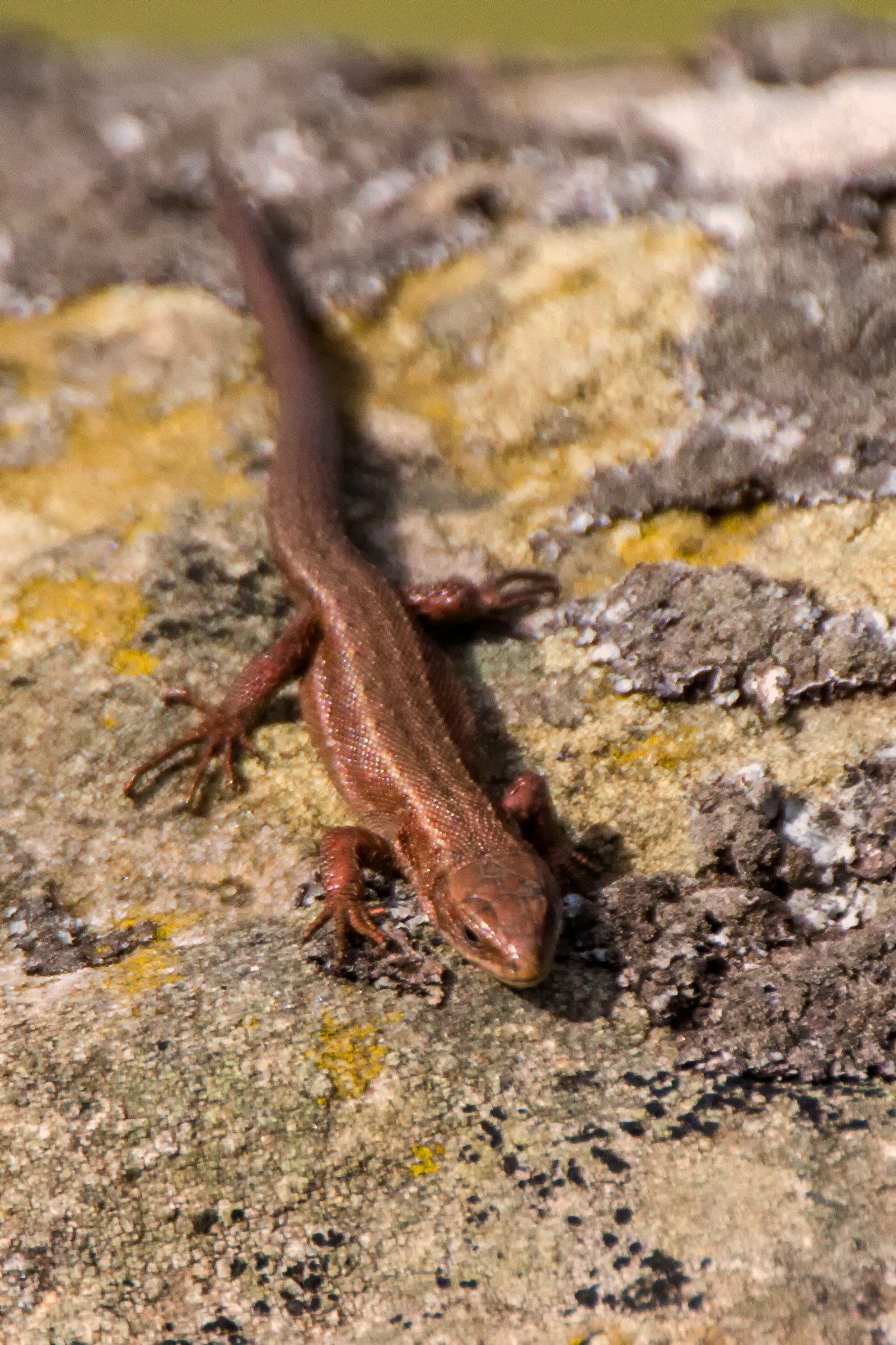 AN186 - Common LIzzard.jpg