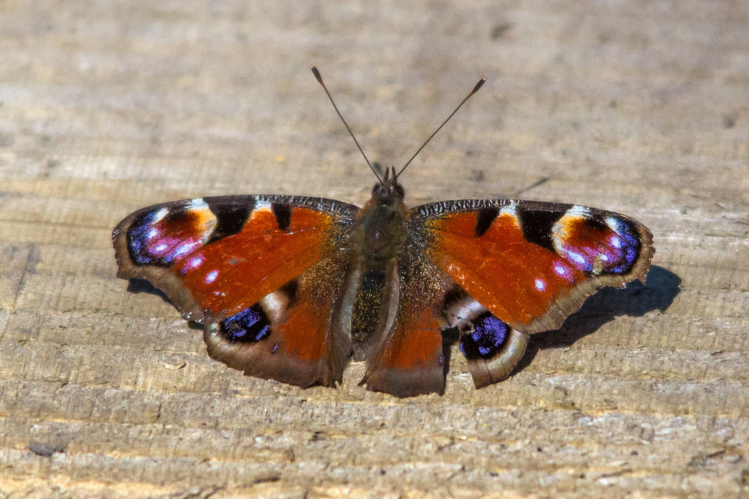 AN288 - Peacock Butterfly.jpg