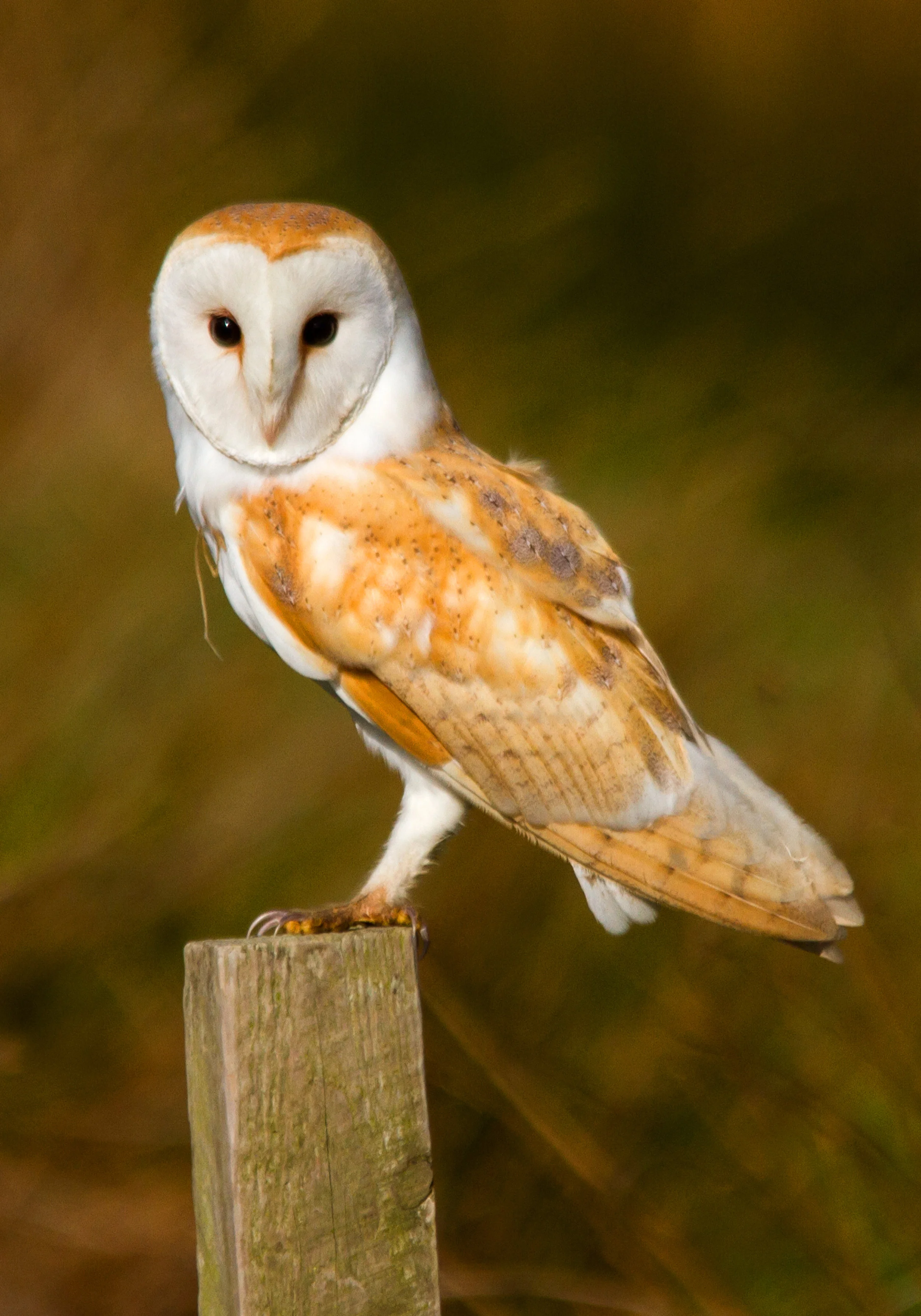 AN385 - Barn Owl.jpg