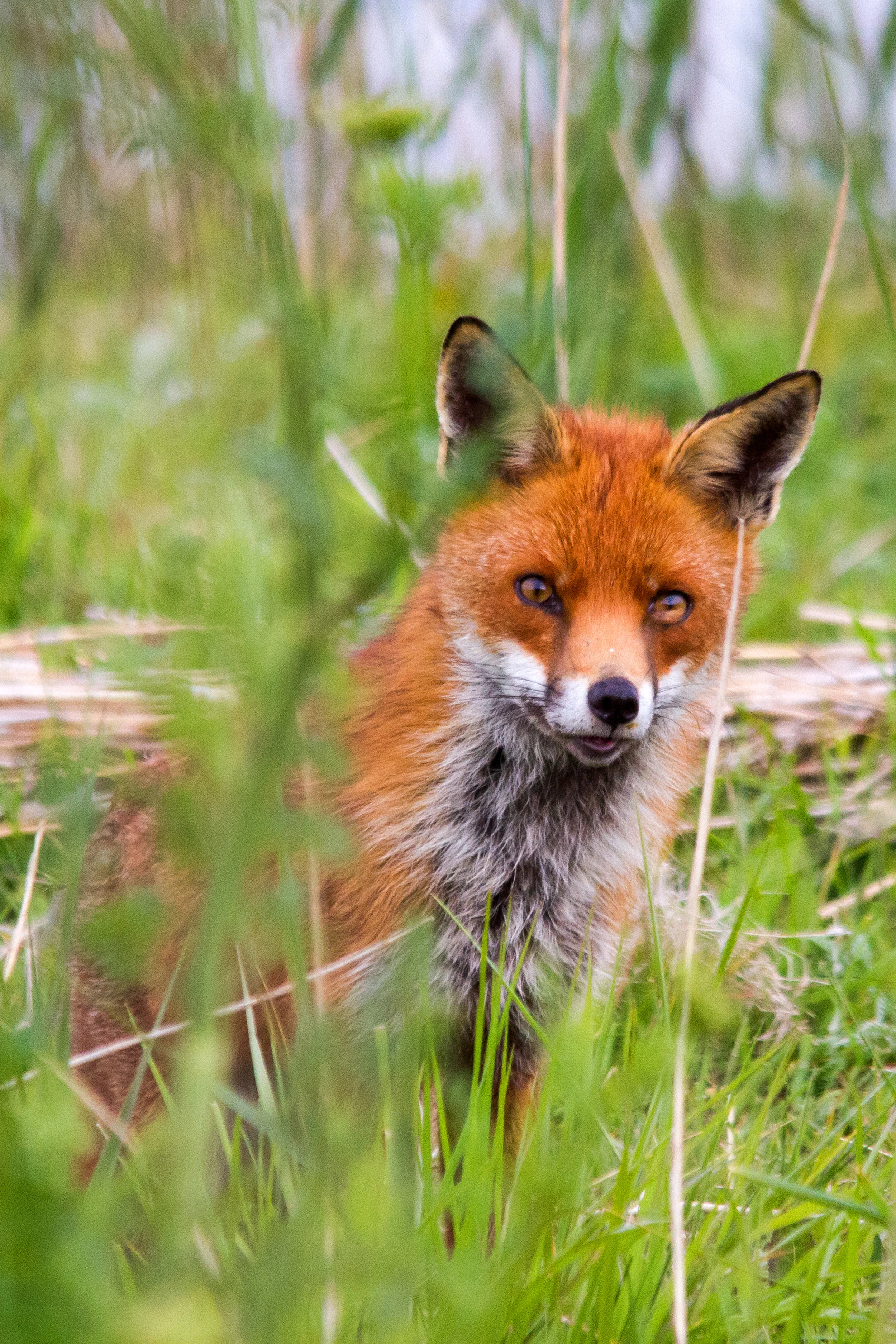 AN460 - Hello there. Red Fox.jpg