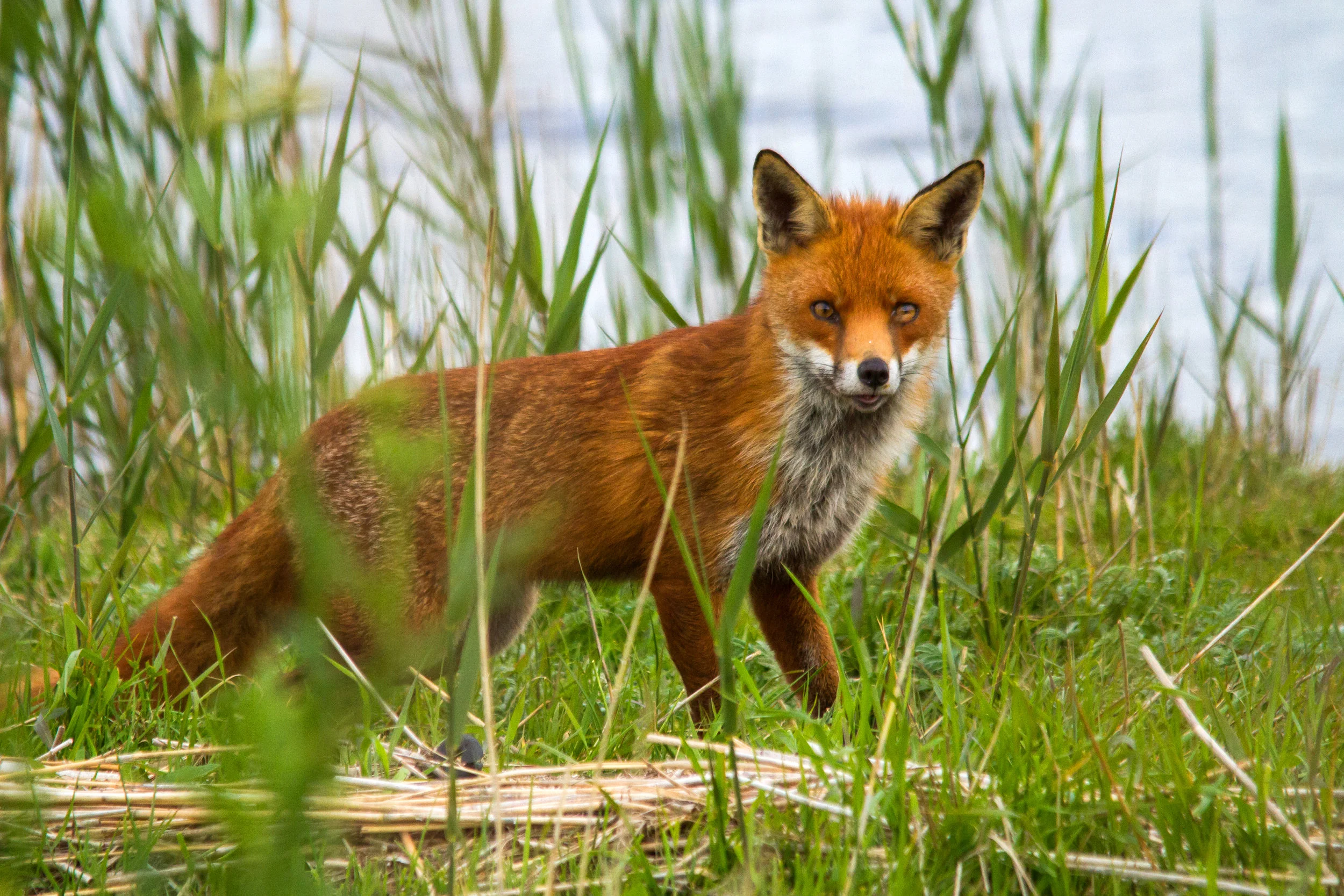 AN461 - Hunting prey, Red Fox.jpg
