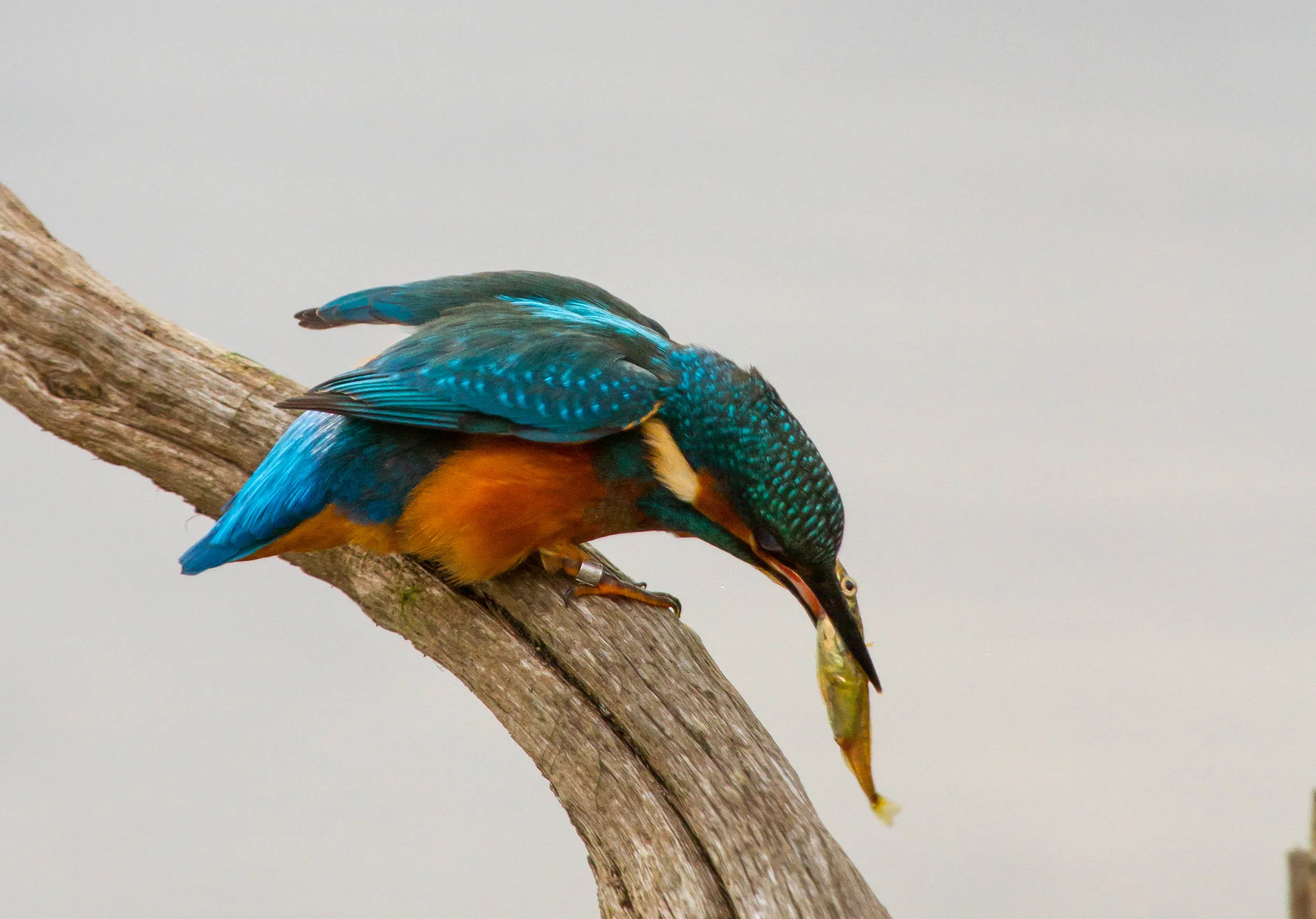 AN529 - Kingfisher and Catch.jpg