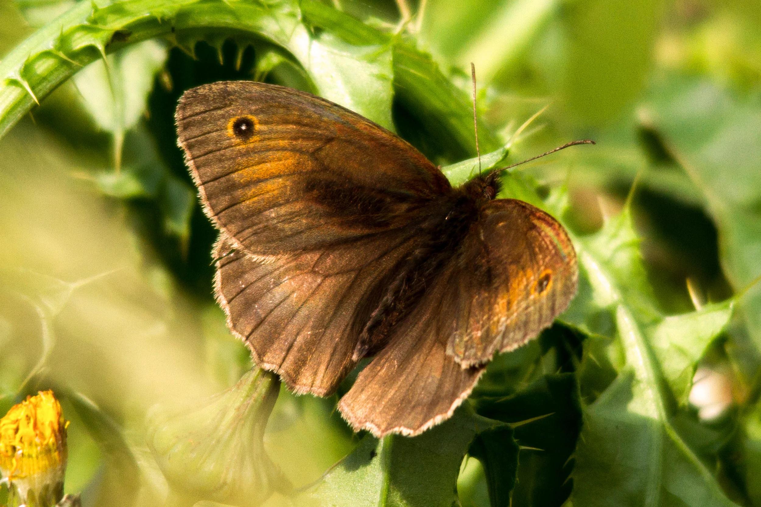 AN599 - Meadow Brown Butterfly.jpg