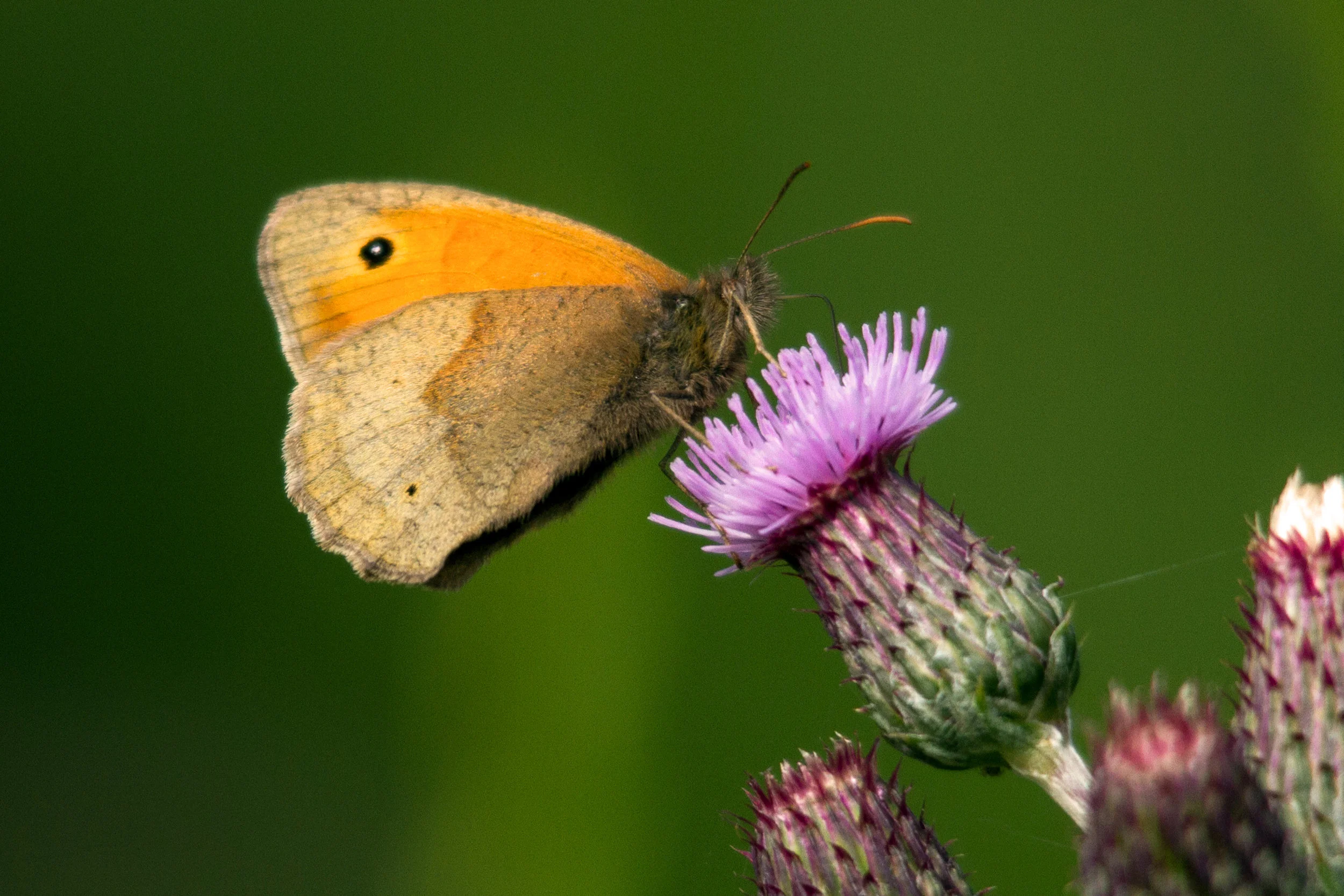 AN600 - Meadow Brown on Thistle Flower.jpg