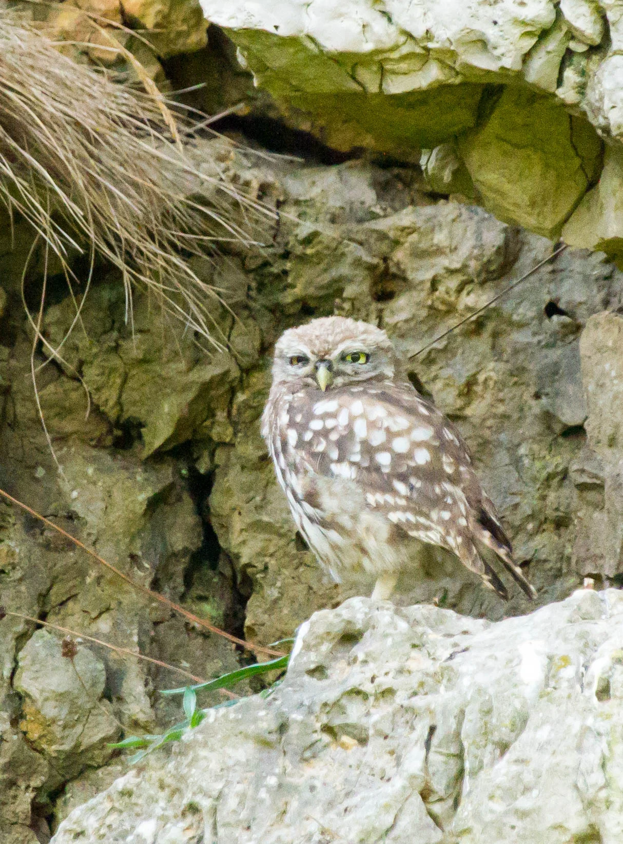 AN614 - Little Owl.jpg