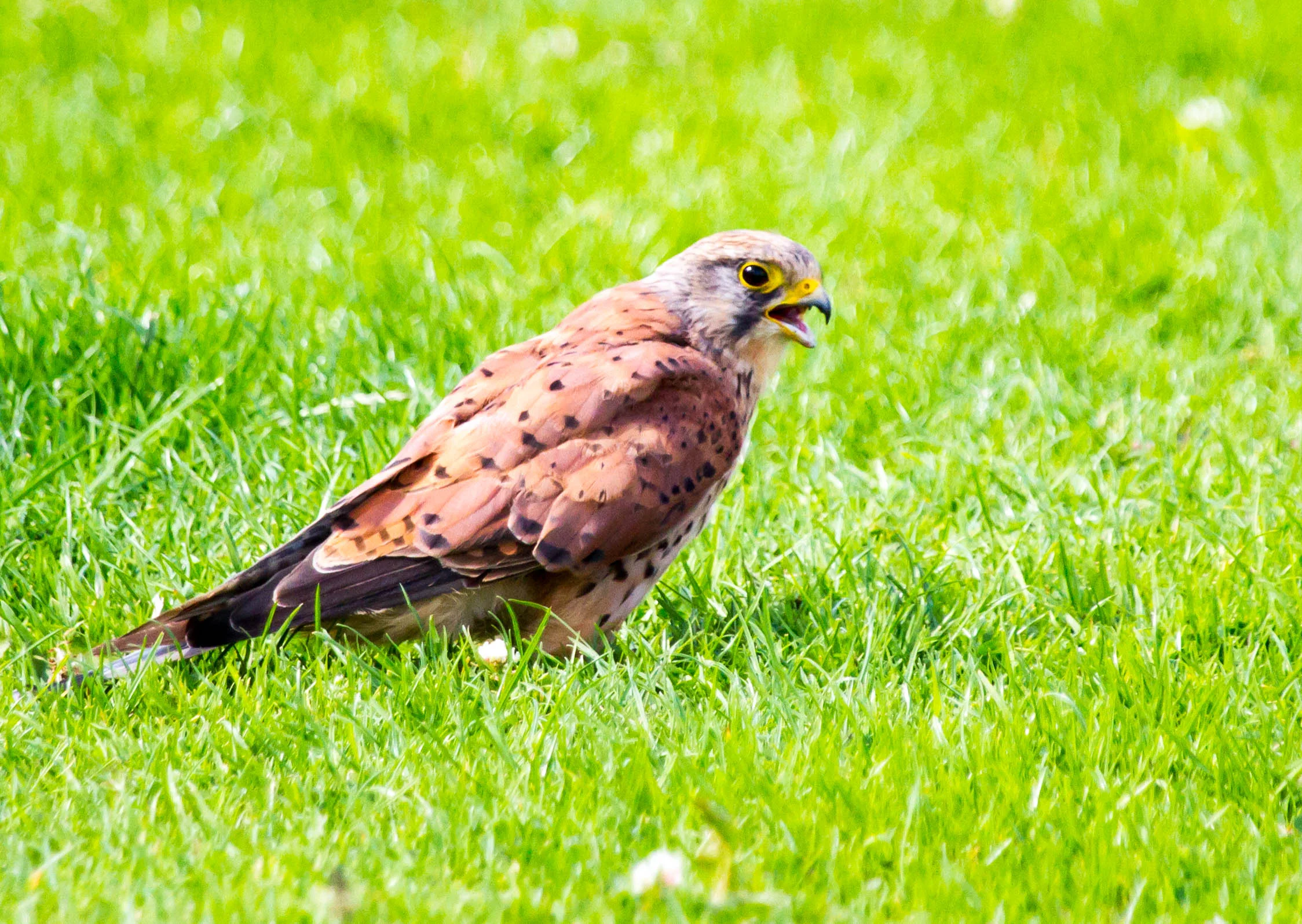 AN620 - Kestral Grounded.jpg