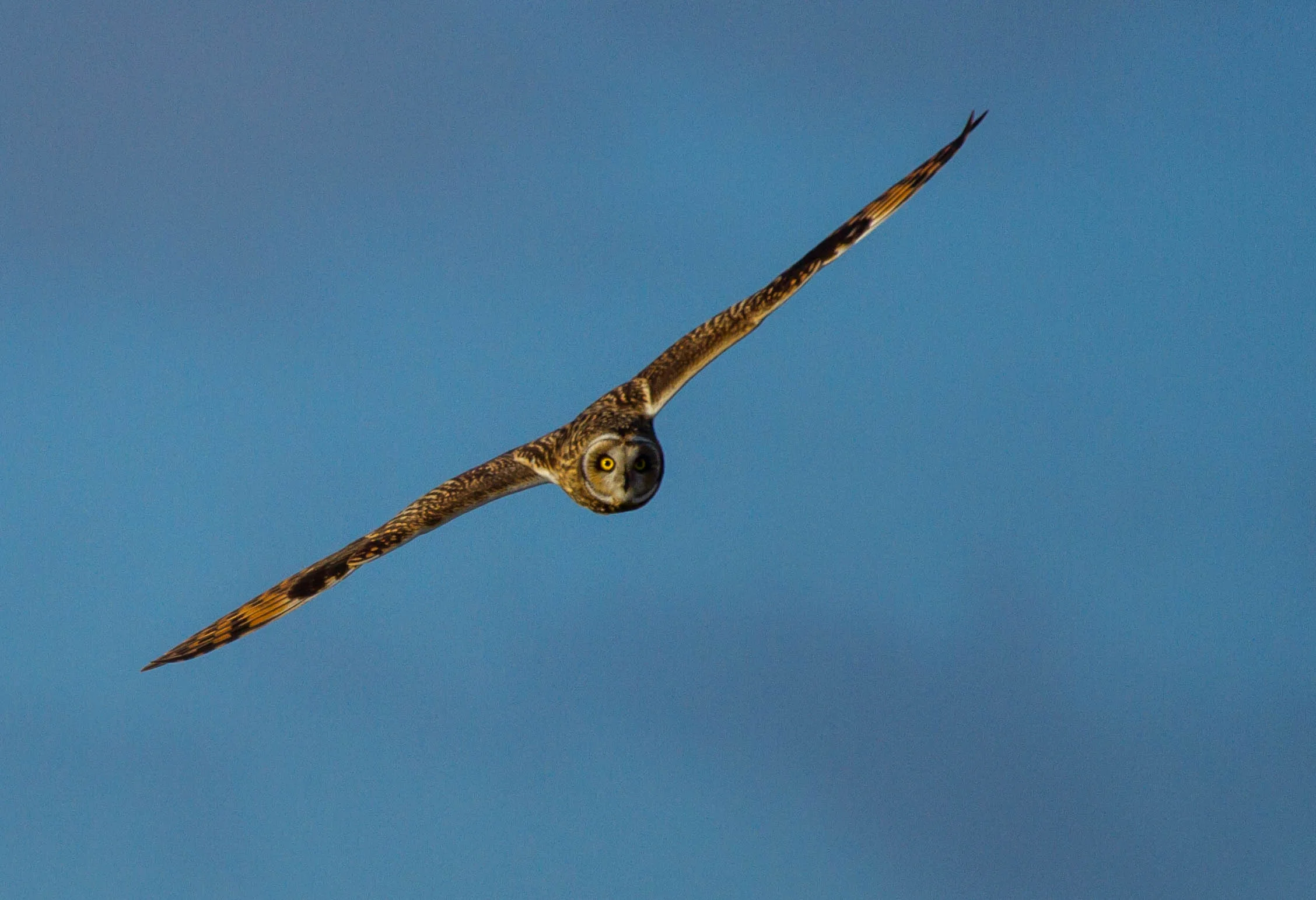 AN653 - Aces High, Shorteared Owl.jpg