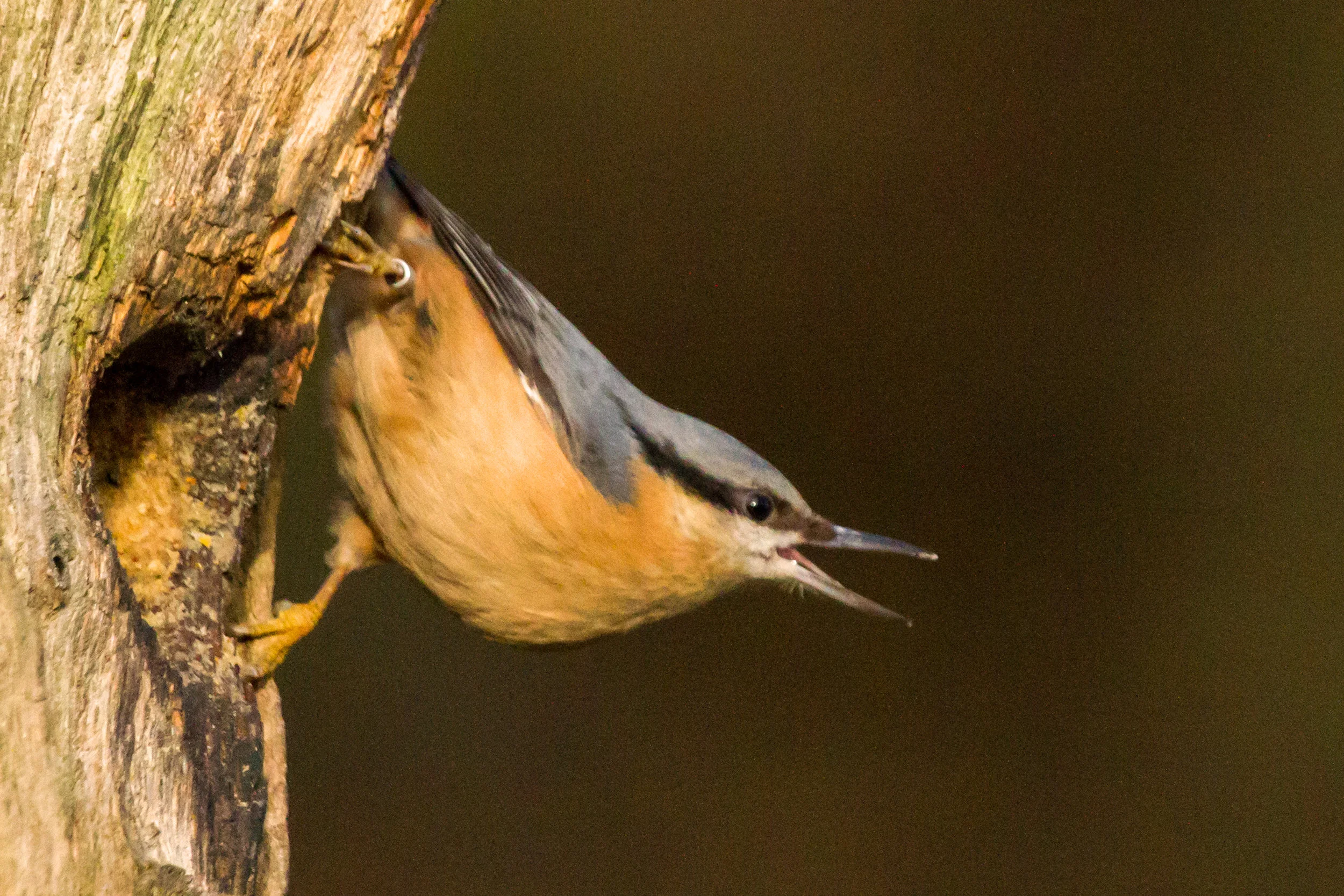 AN651 - Vocal Nuthatch.jpg