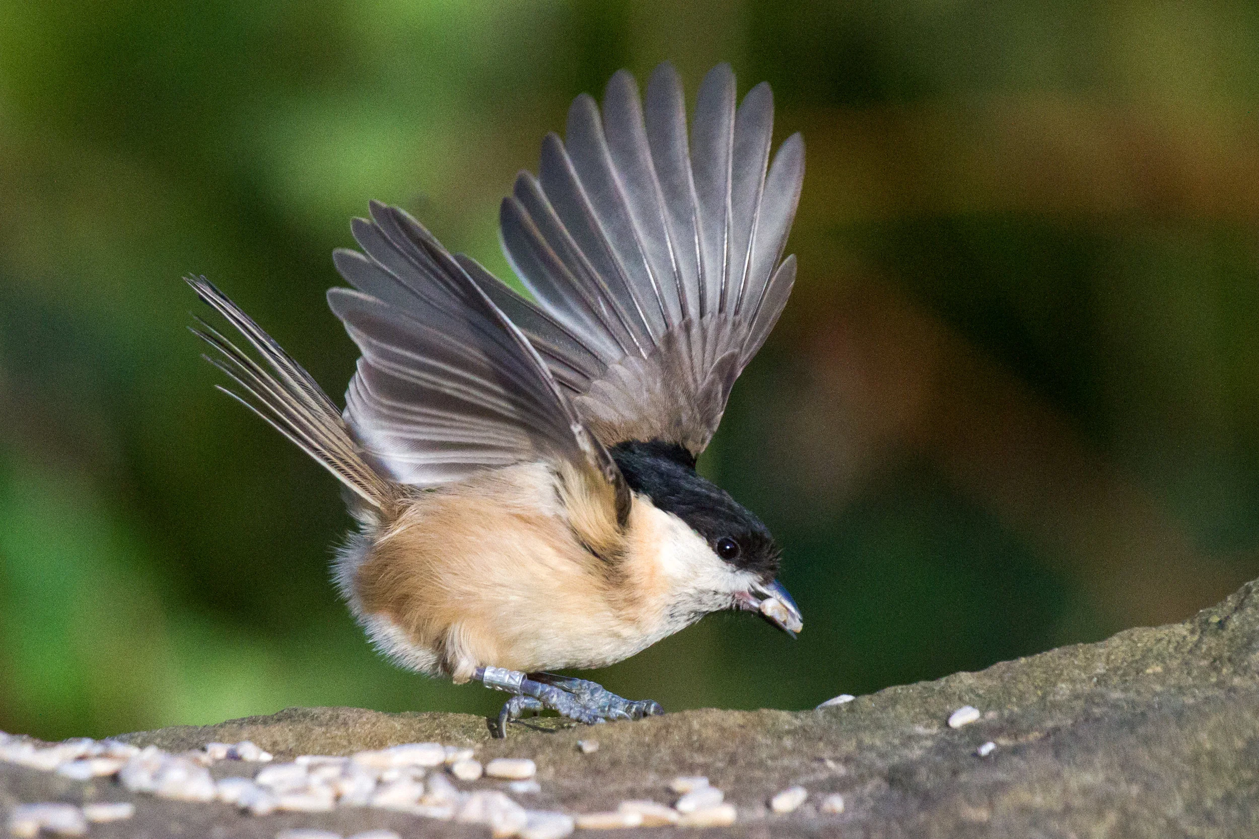 AN674 - Marsh tit in a flap.jpg