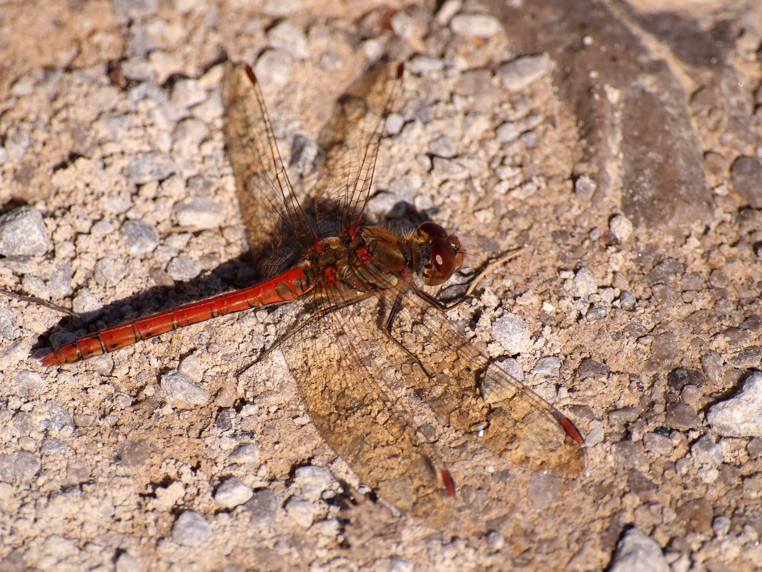 AN680 - Brown Hawker.jpg