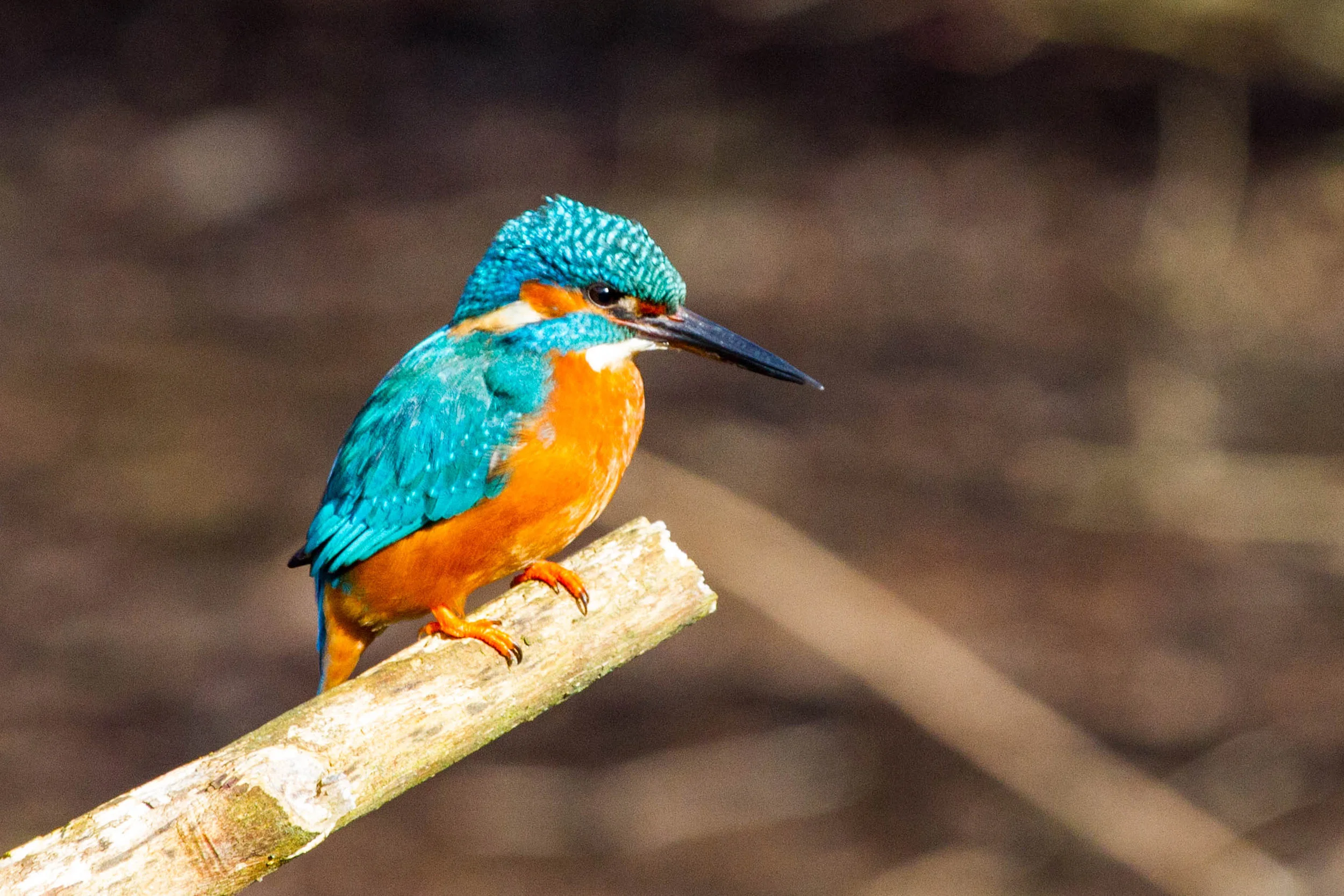 AN693 - Perched Kingfisher.jpg