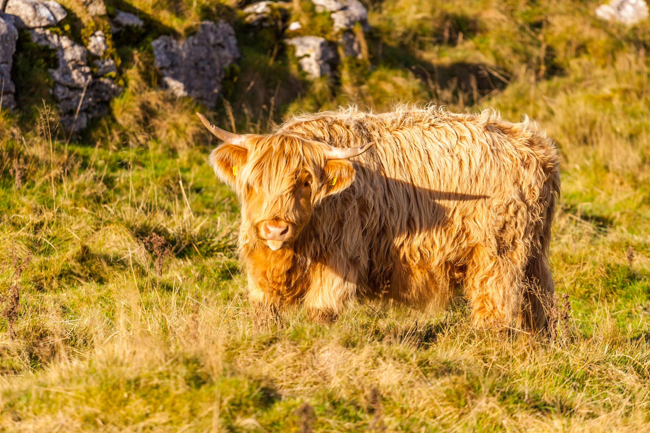 AN708 - Rude Cow.jpg