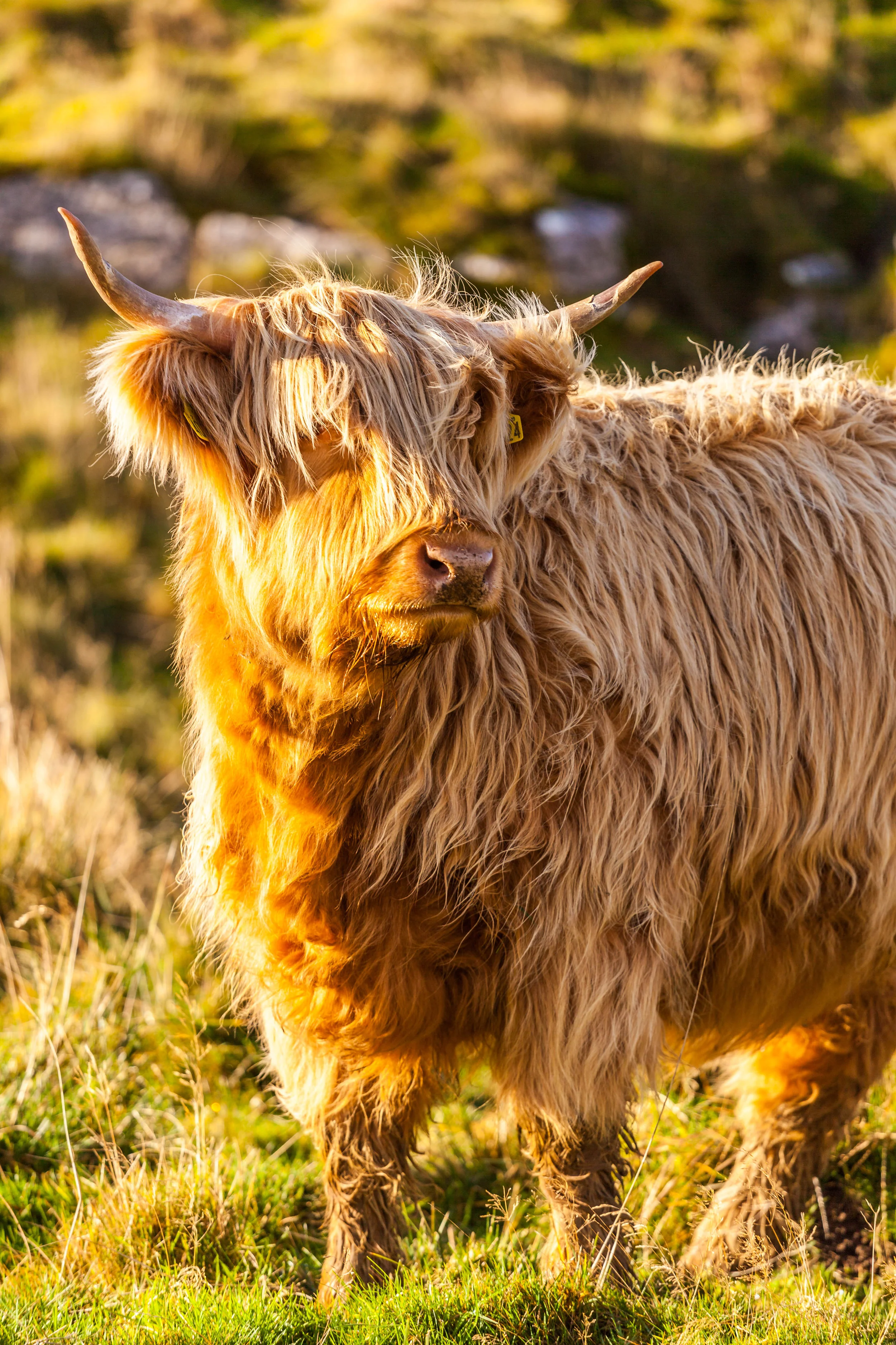 AN709 - Highland Cow.jpg