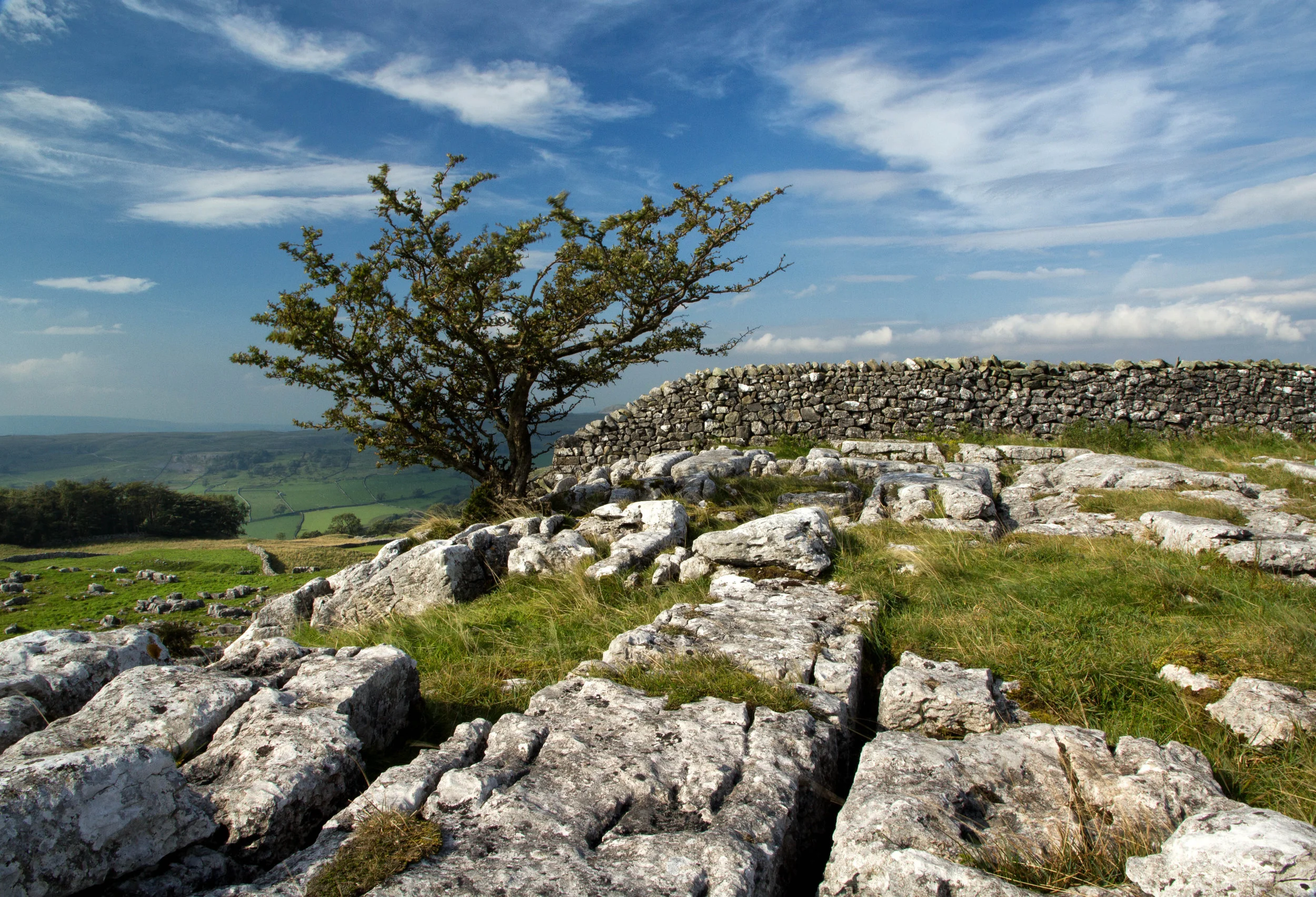 LYD015 - Hawthorn and Limestone.jpg