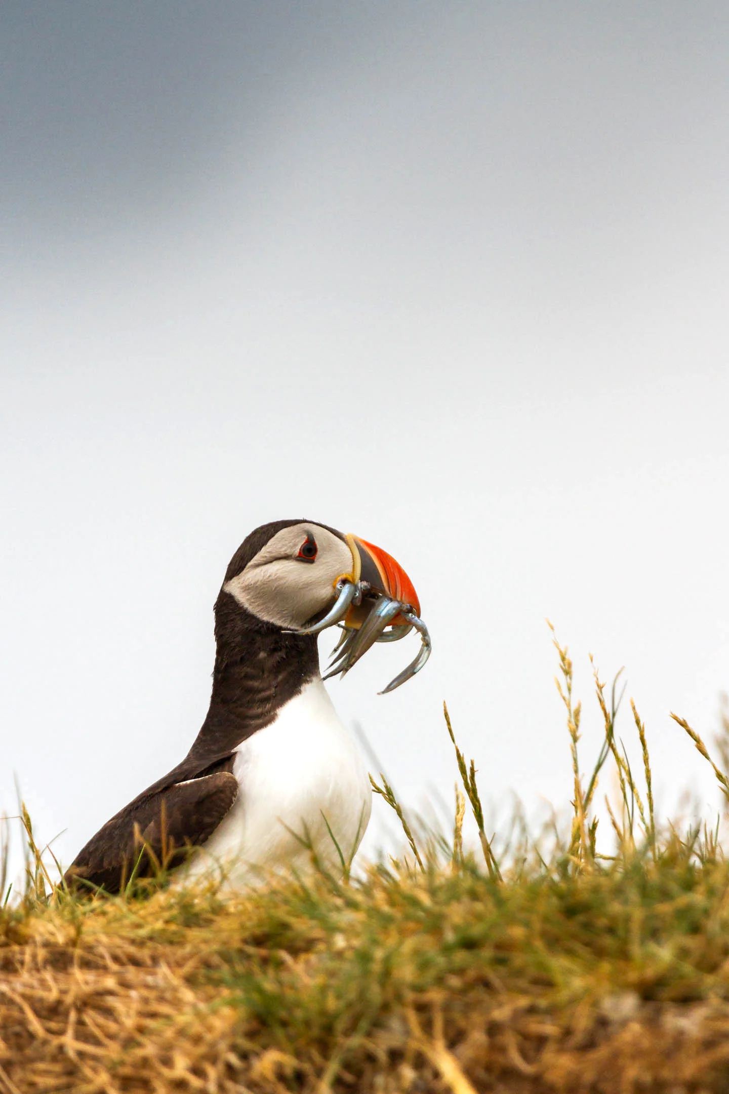 AN710 - Catch of the Day, Puffin and Sand Eels