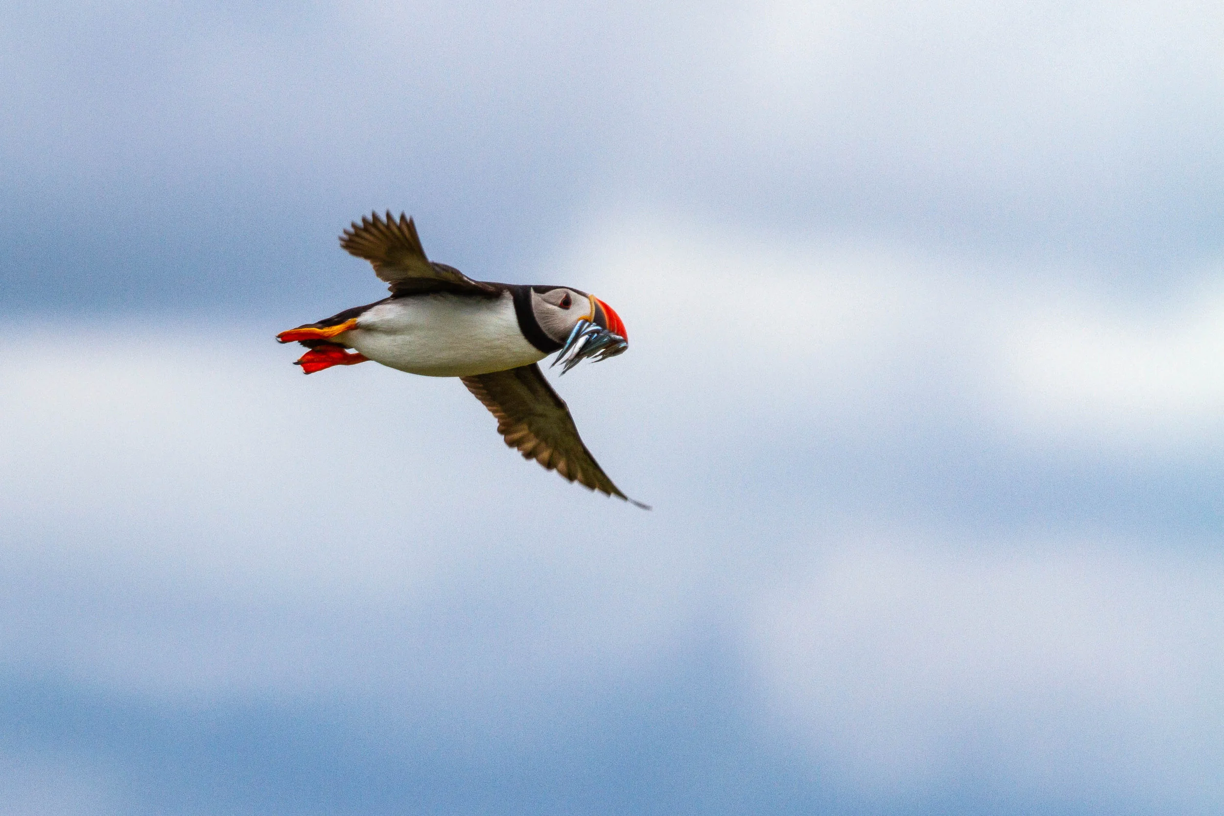 AN715 - Flying High, Puffin