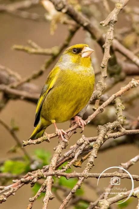 AN882 - Green Finch.jpg