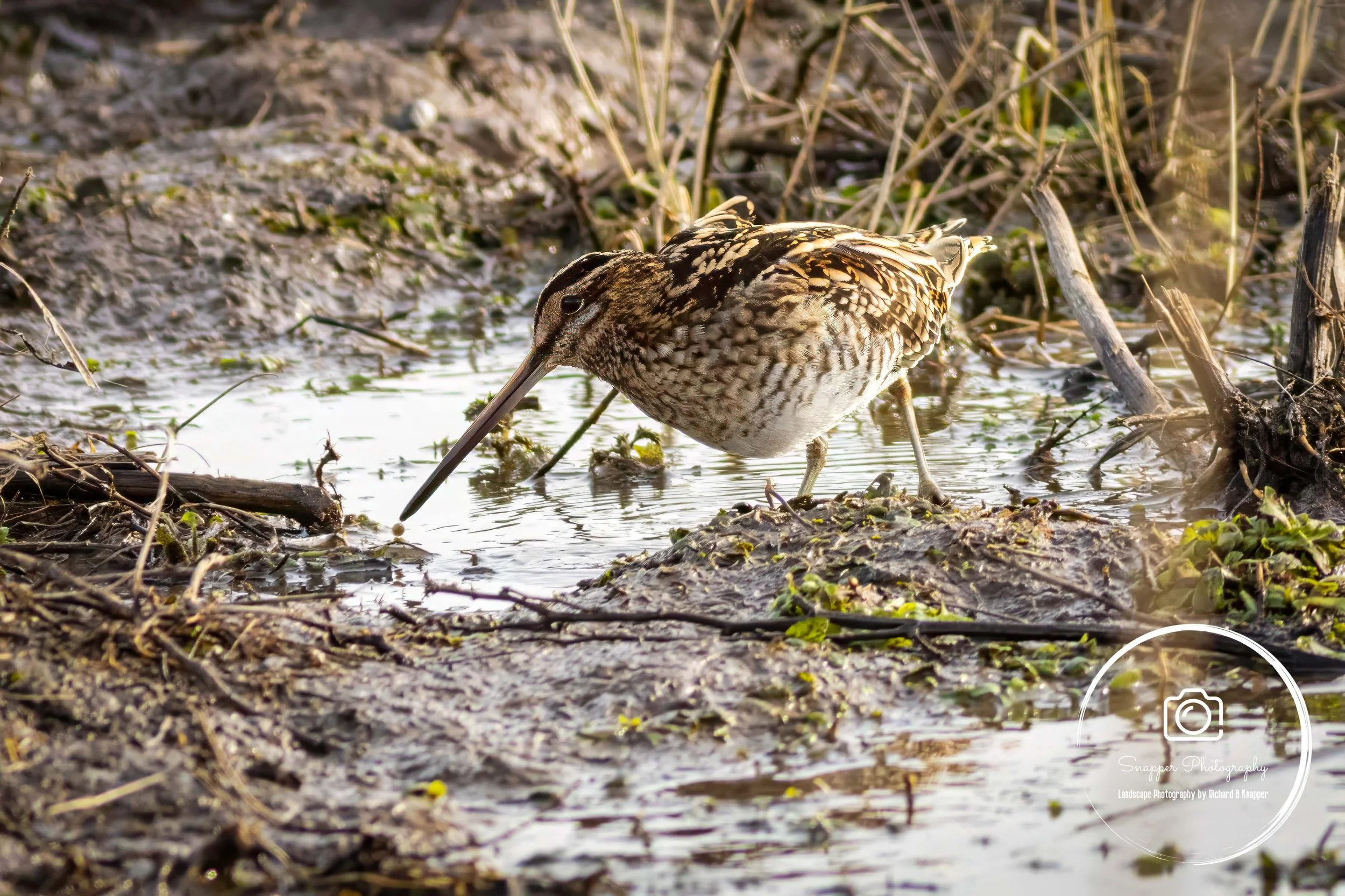 AN1013 - Snipe.jpg