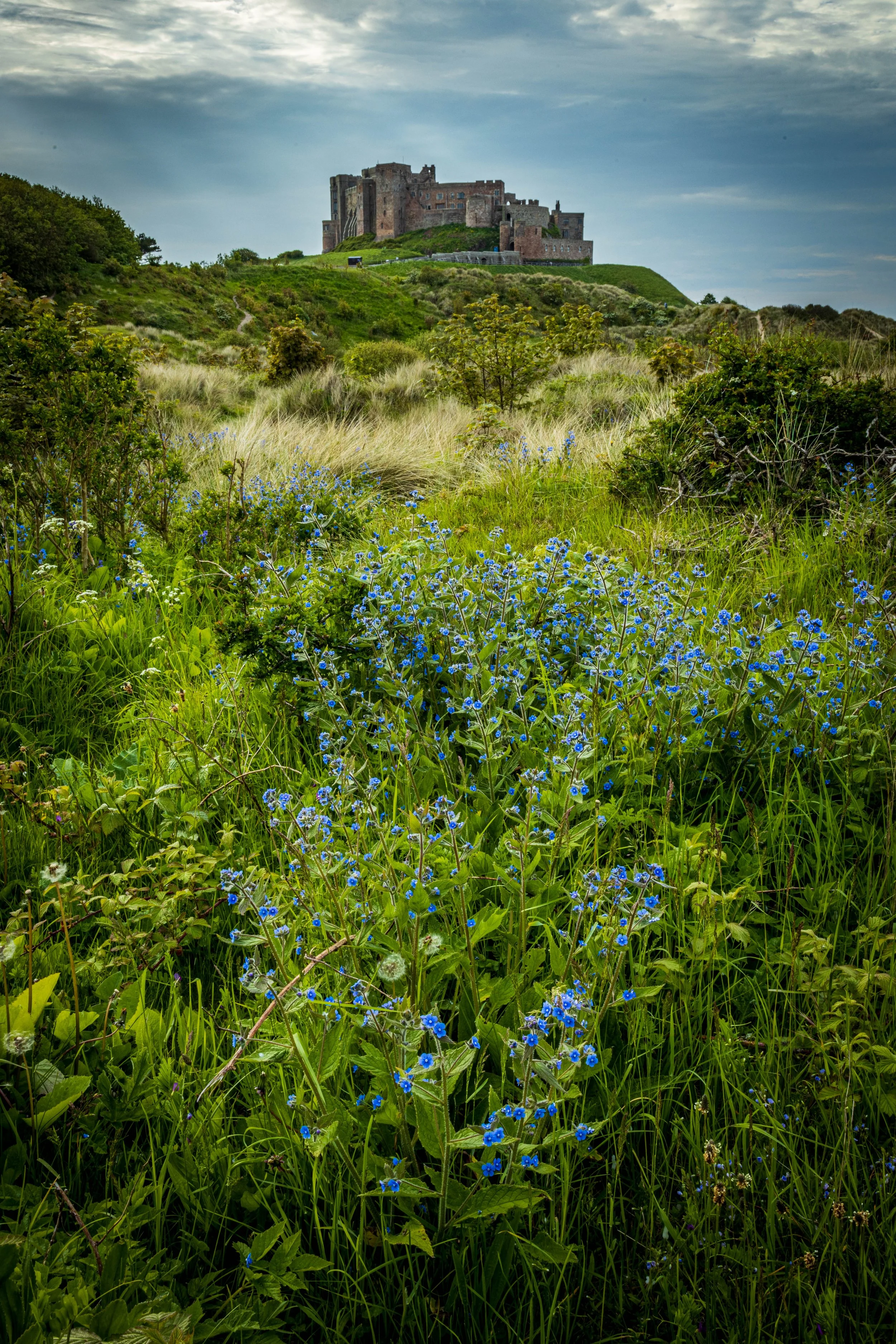 Original image of Wildflowers in front of Bamburgh Castle