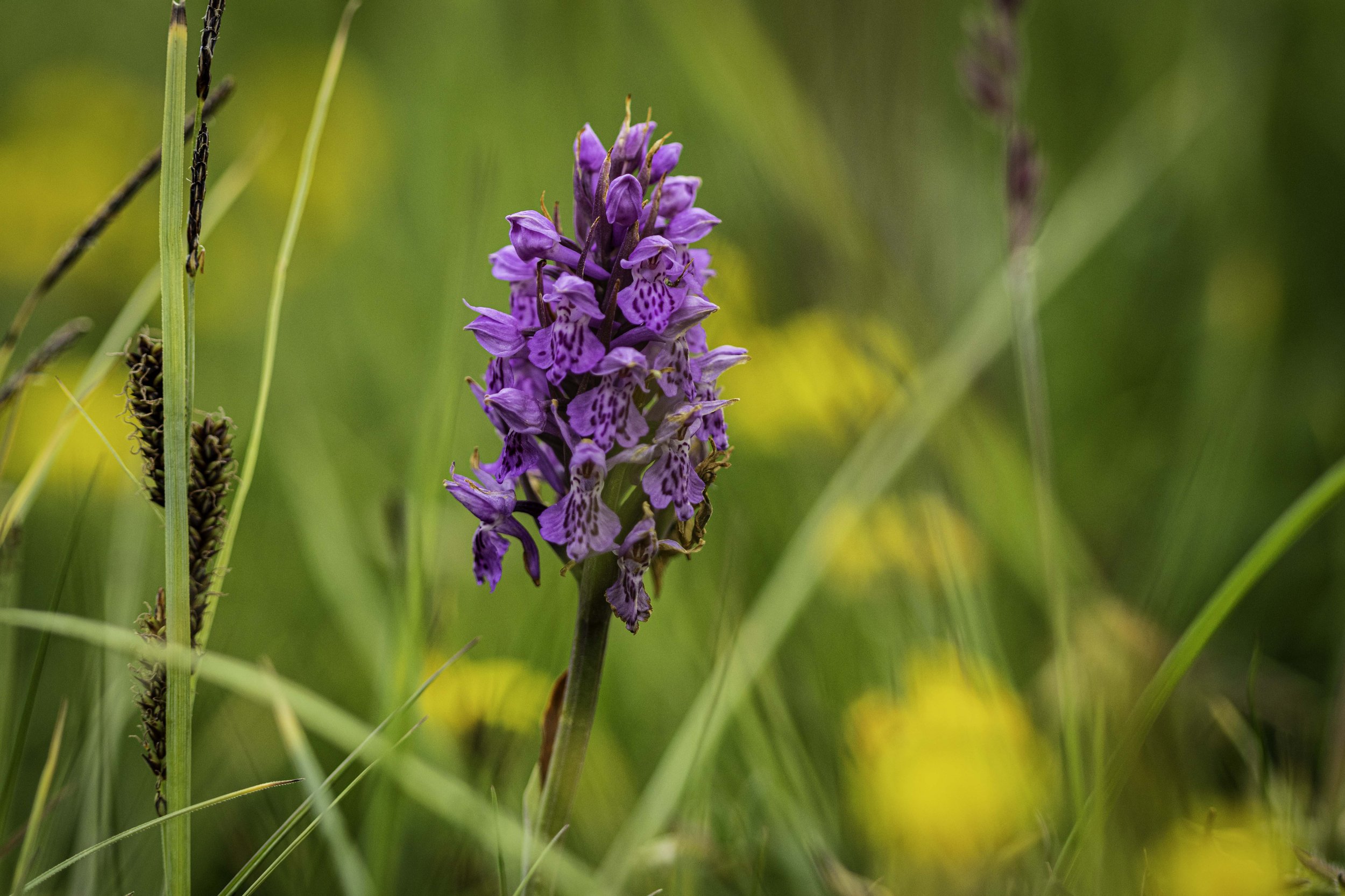FL057 - Northern Marsh Orchid.jpg
