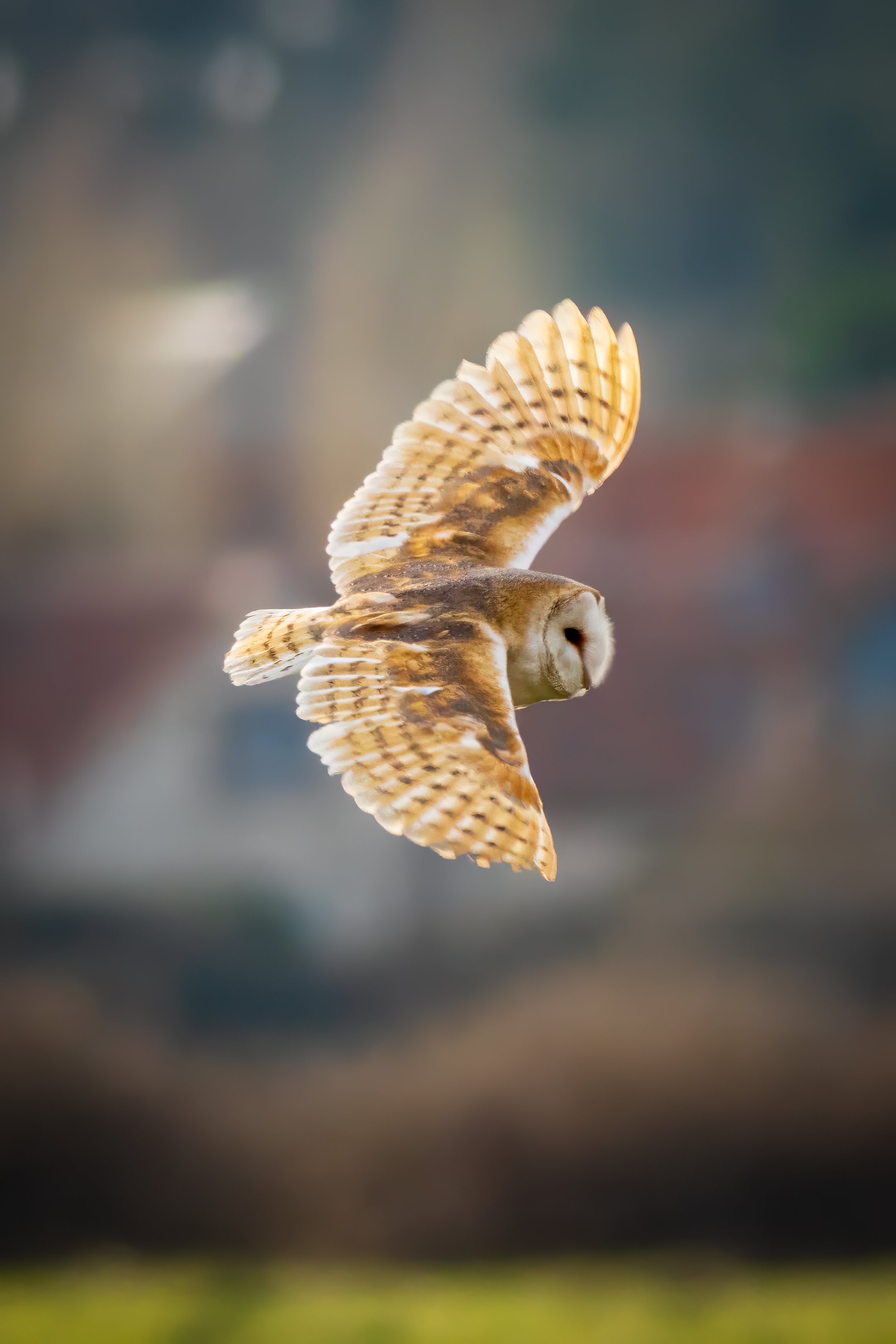AN1000 - On the Wing, Barn Owl.jpg