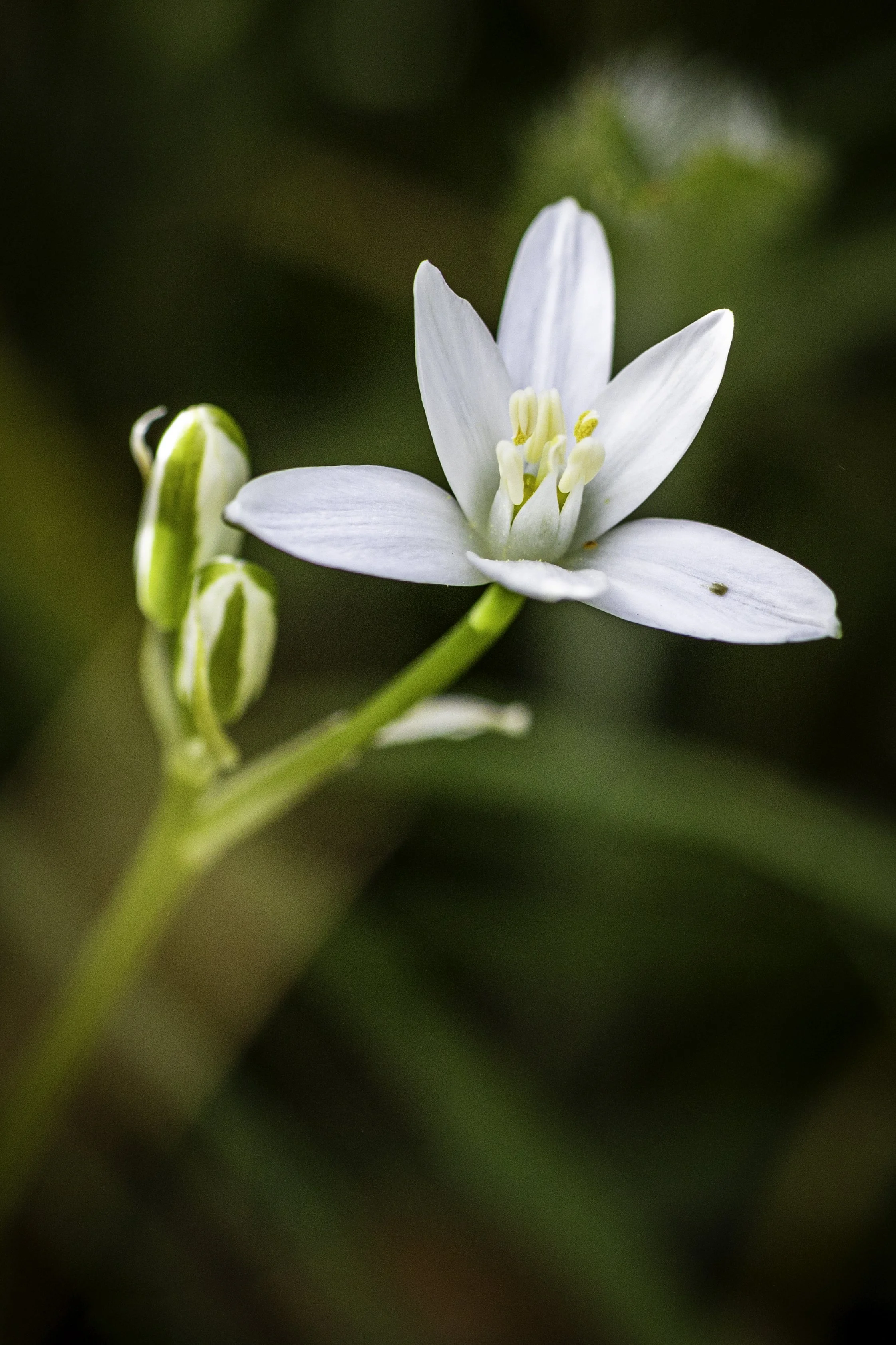 FL031 - Common Star of Bethlehem.jpg